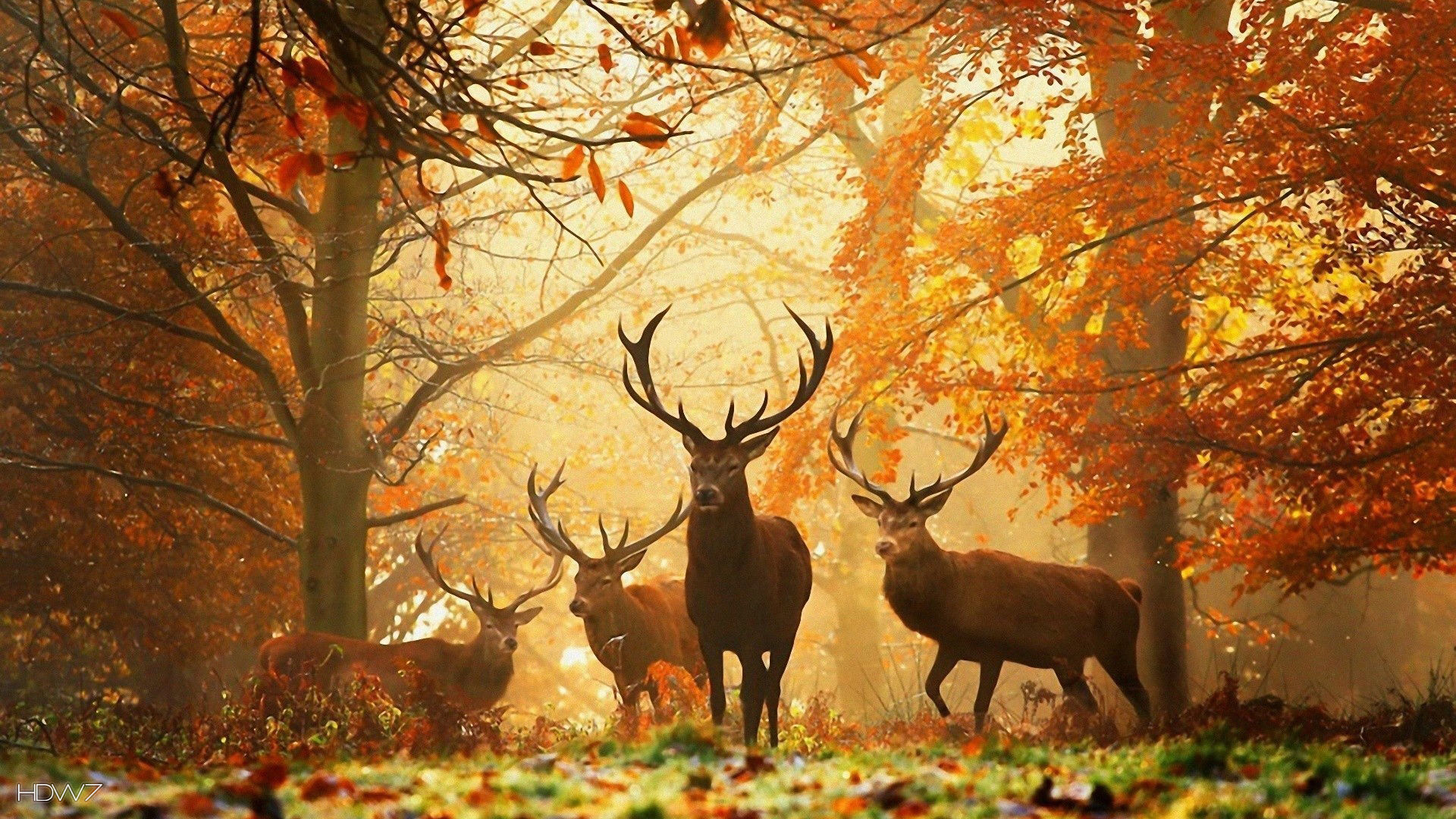 1920x1080 animals hd wallpaper autumn deer