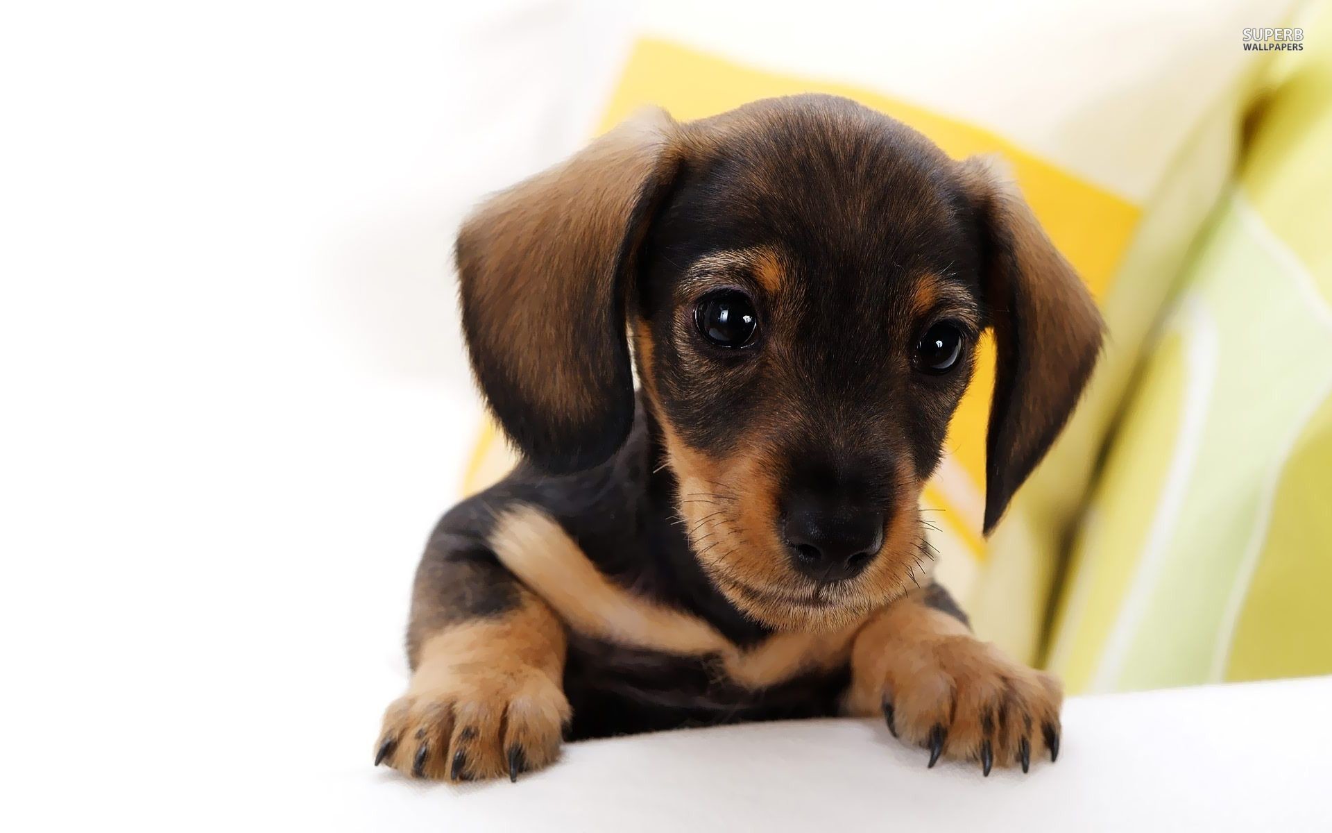 1920x1200 Puppies Hd Dachshund Puppy Wallpapers Vol 2 Lovely 