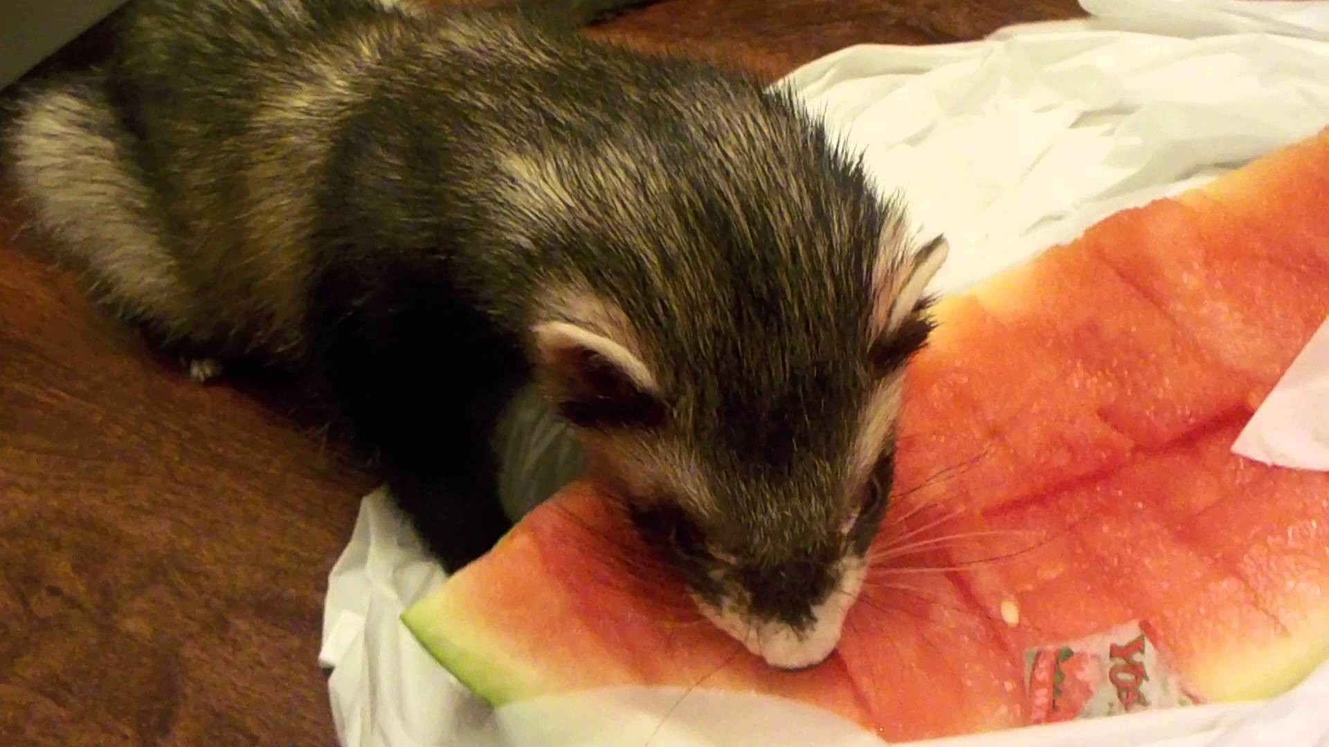 1920x1080 Cute baby ferret licking watermelon