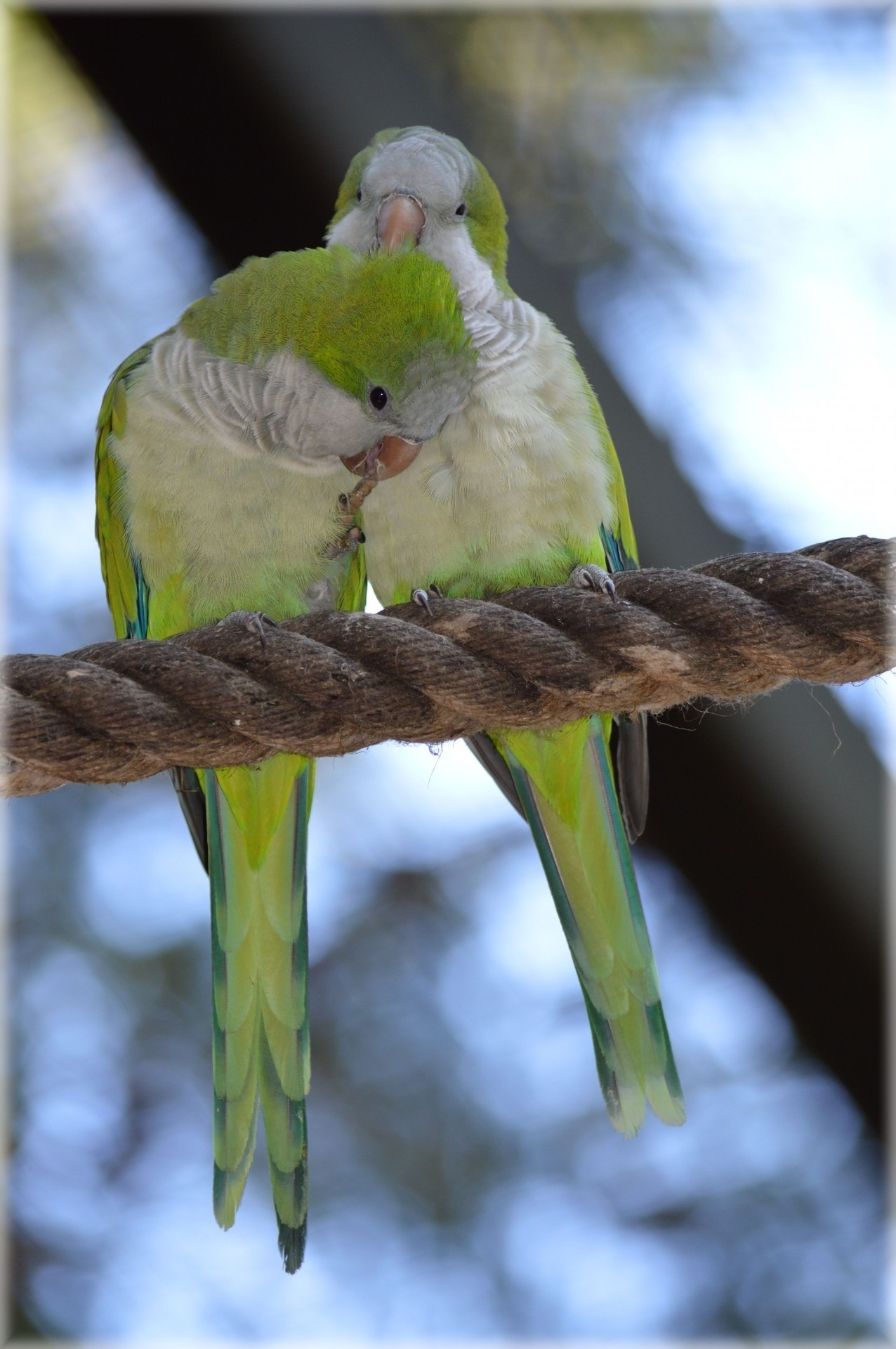 1276x1920 2 white and green parakeet