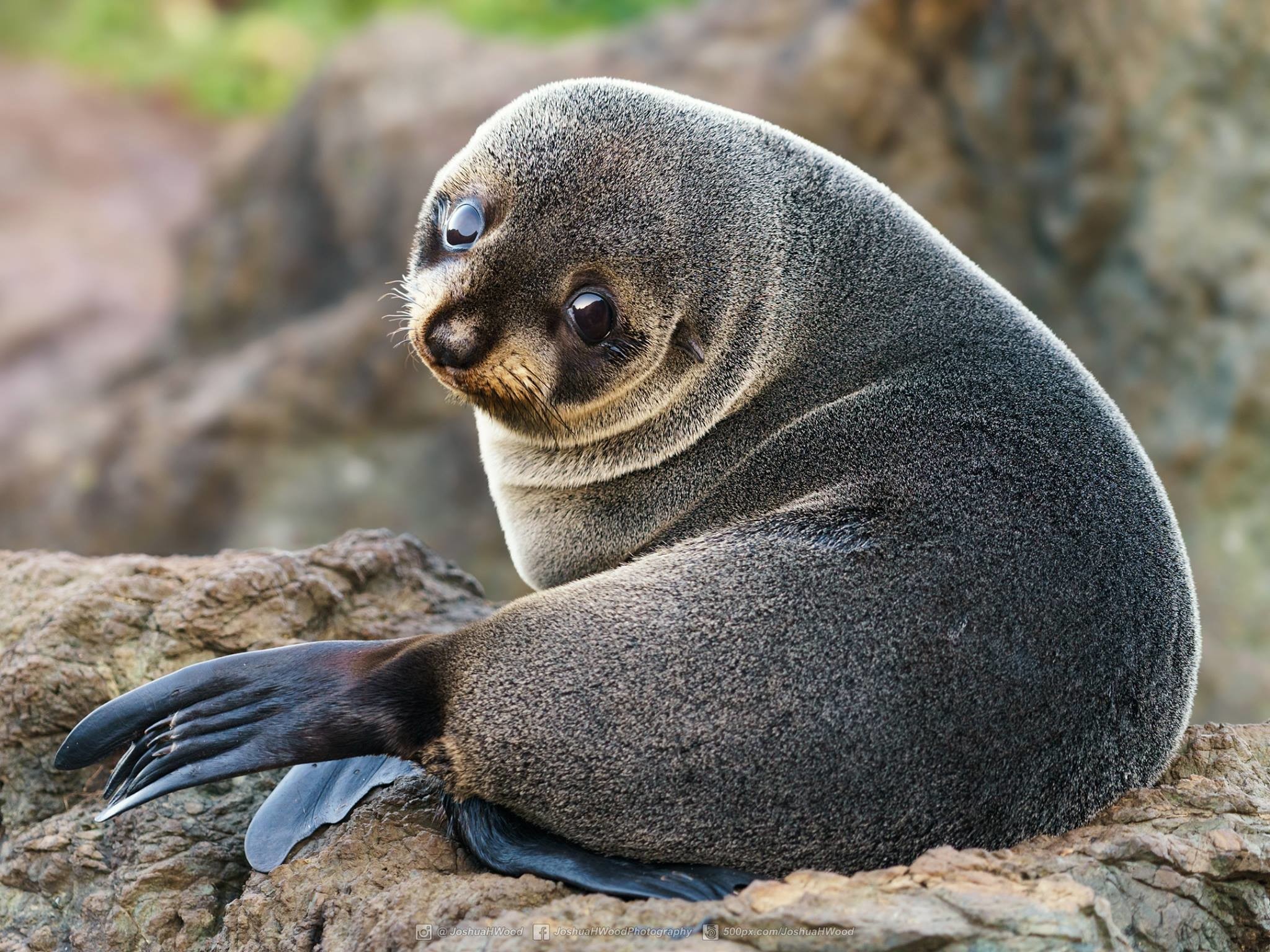 2048x1536 Cutout in CommentsPsBattle: Baby Seal ...