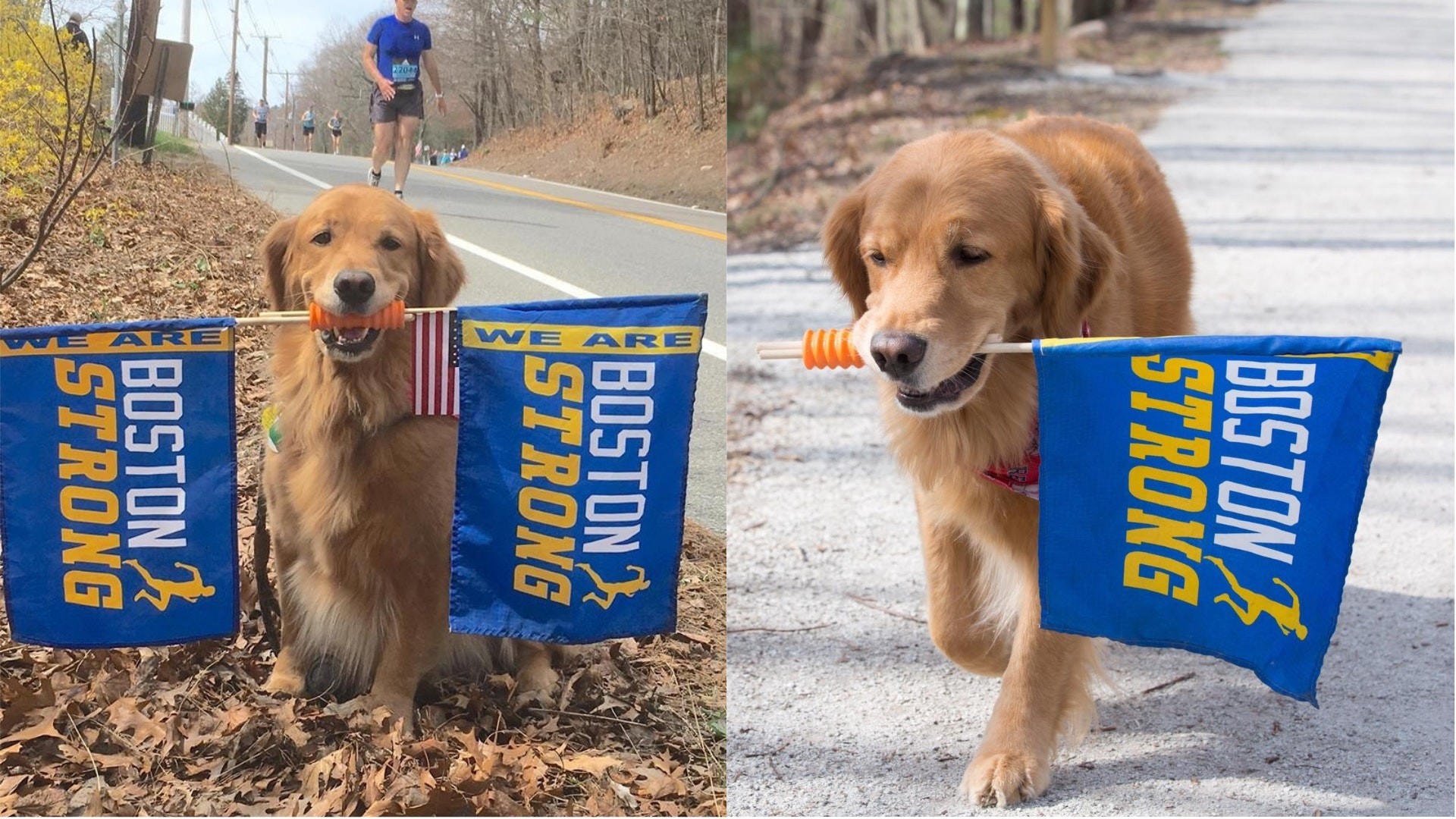 1920x1080 A golden retriever has achieved internet acclaim for supporting runners in  the Boston Marathon.