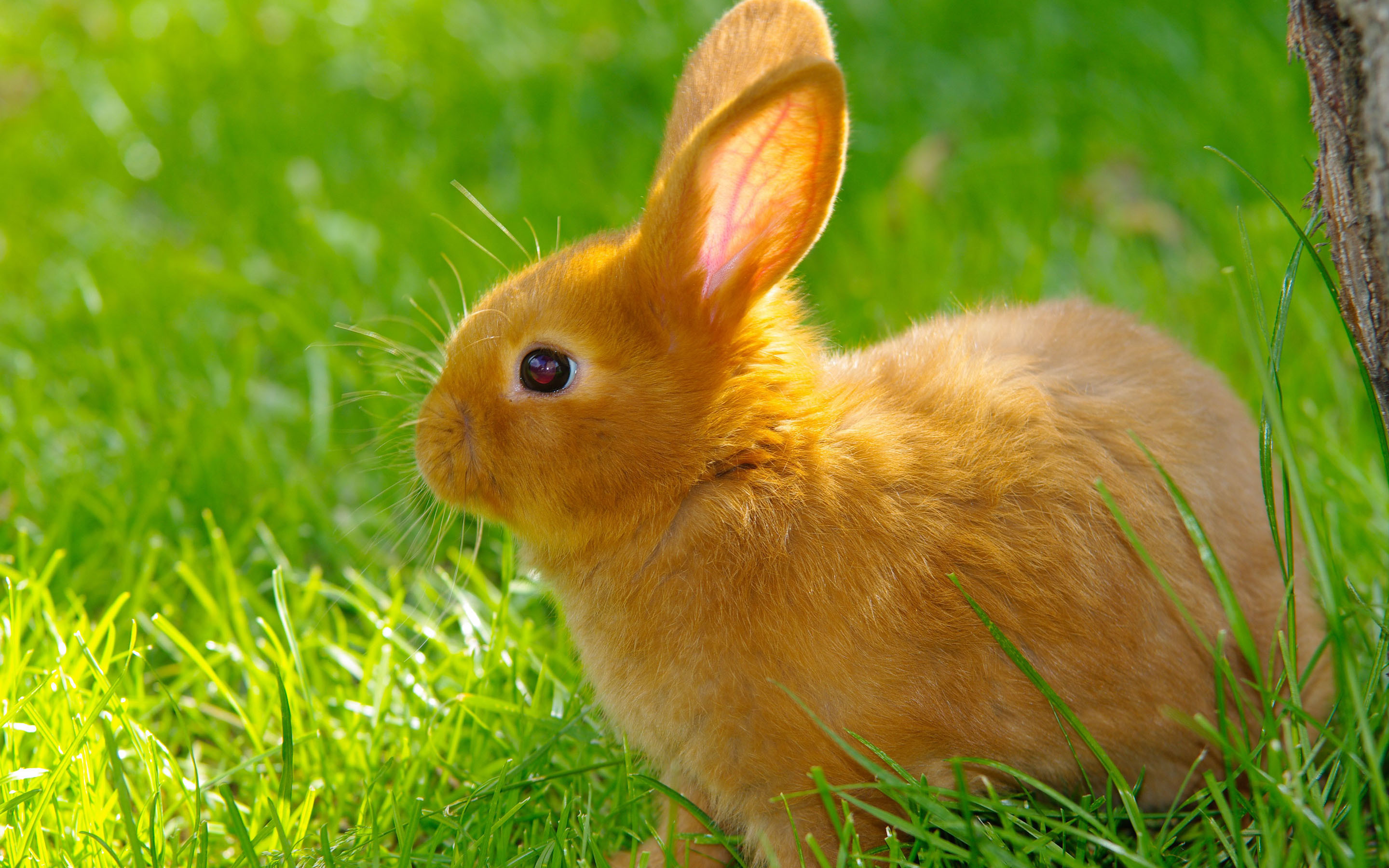2880x1800 Bunny Rabbits images Bunnies HD wallpaper and background photos