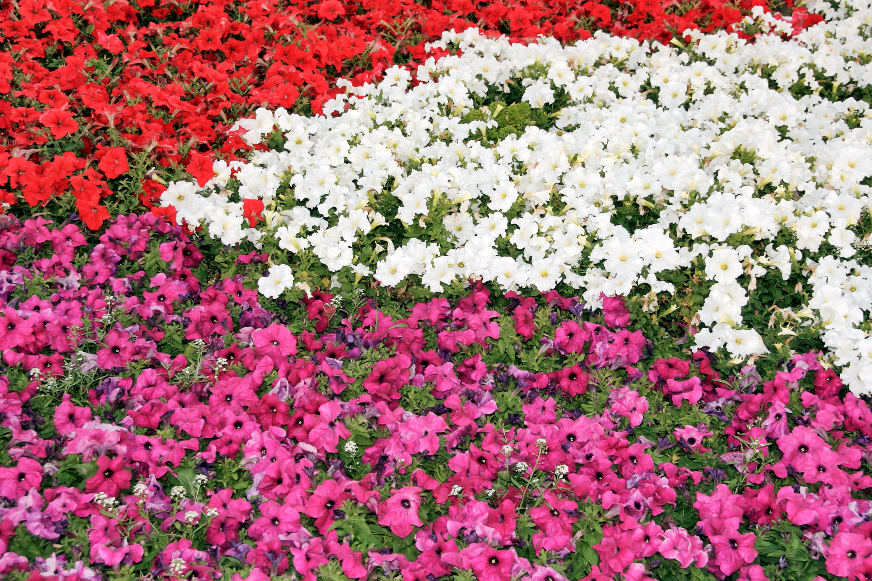 3000x2000 Flower Background, Outdoor, Petal, Pretty, Red, HQ Photo