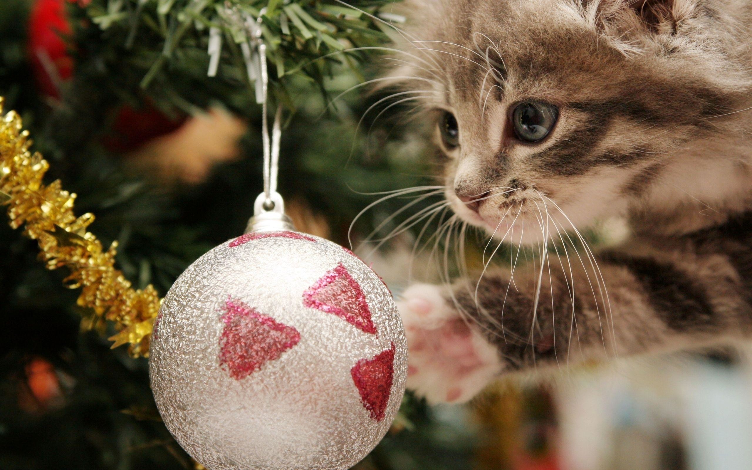 2560x1600 Christmas Cat Wallpapers Wallpaper Cave