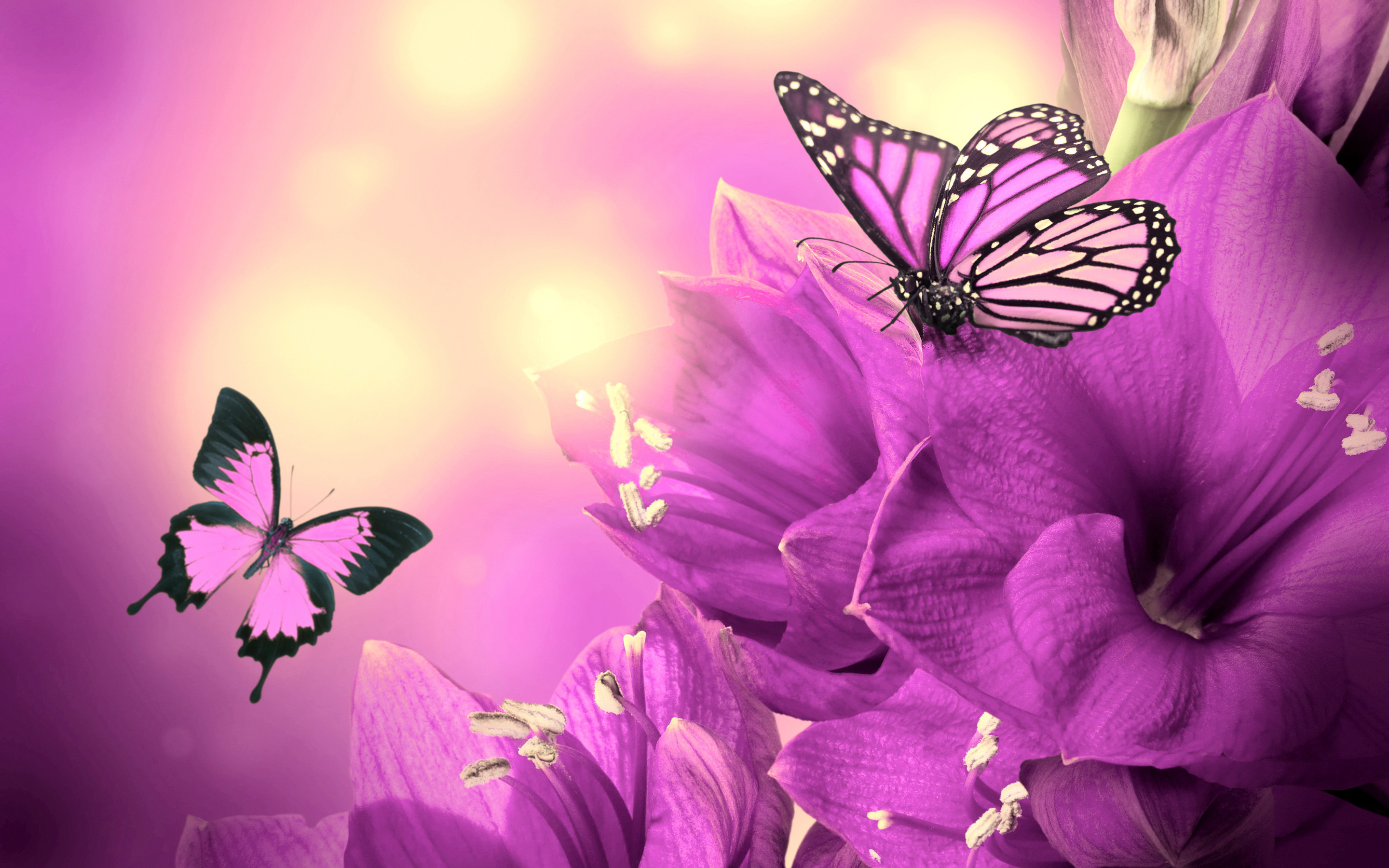 2880x1800 Purple Flowers Butterflies HD Wallpapers - High Definition Wallpapers