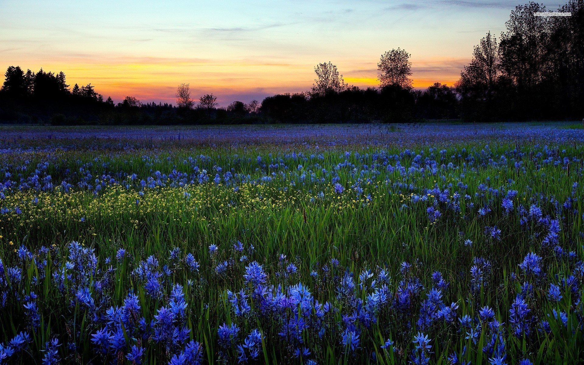 1920x1200 Wonderful Blue Flower Field wallpapers and stock photos