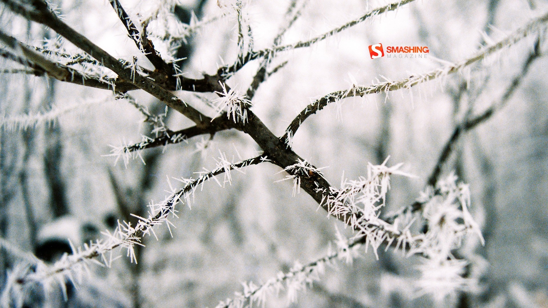 1920x1080 Frosty Tag - Nature Close January Branch Up Photography Abstract Macro  Twigs Frosted Frozen Frosty Winter