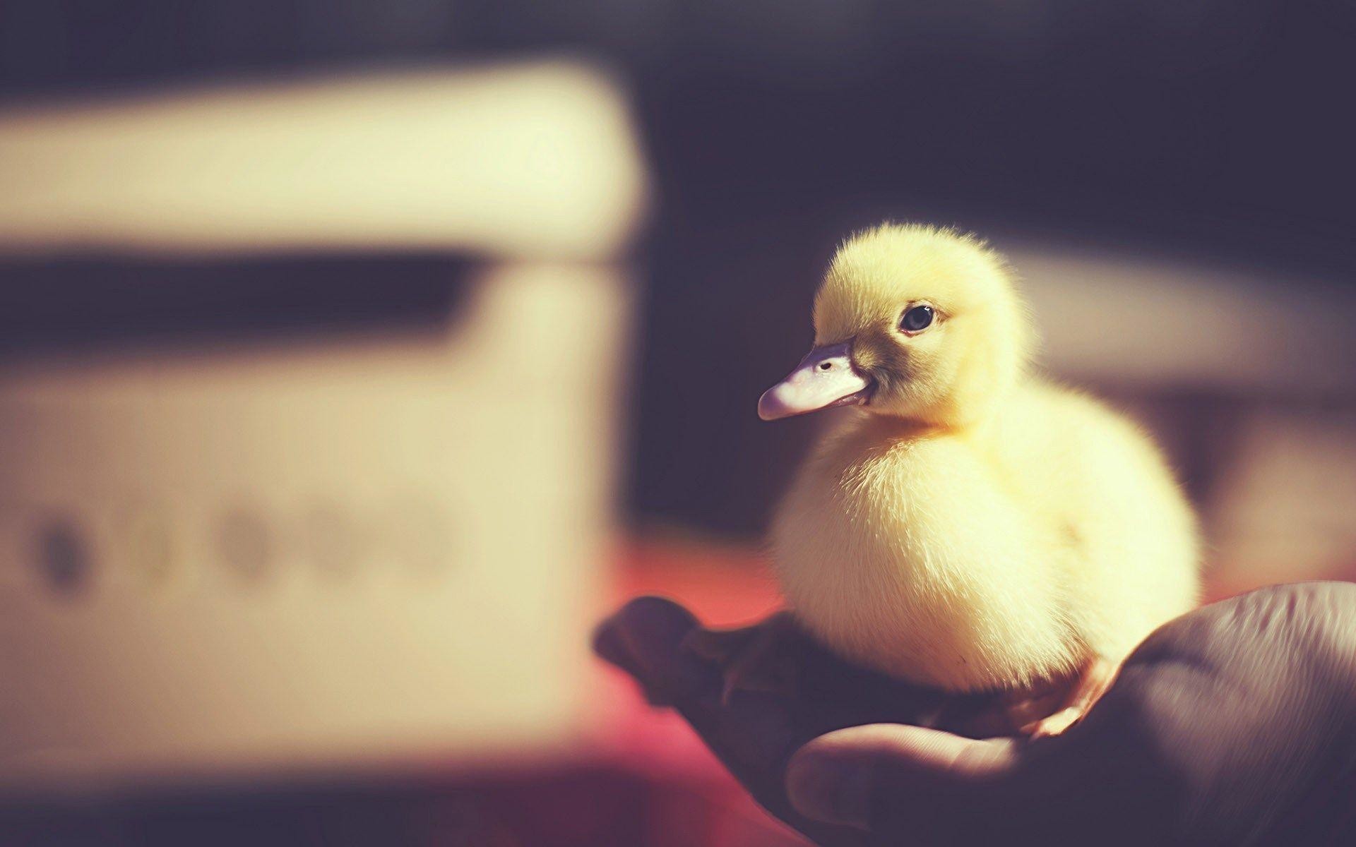 iphone# #phone# #life# #design# #wallpaper# #color# #iOS# #duck# | Rubber  duck, Duck wallpaper, Duck