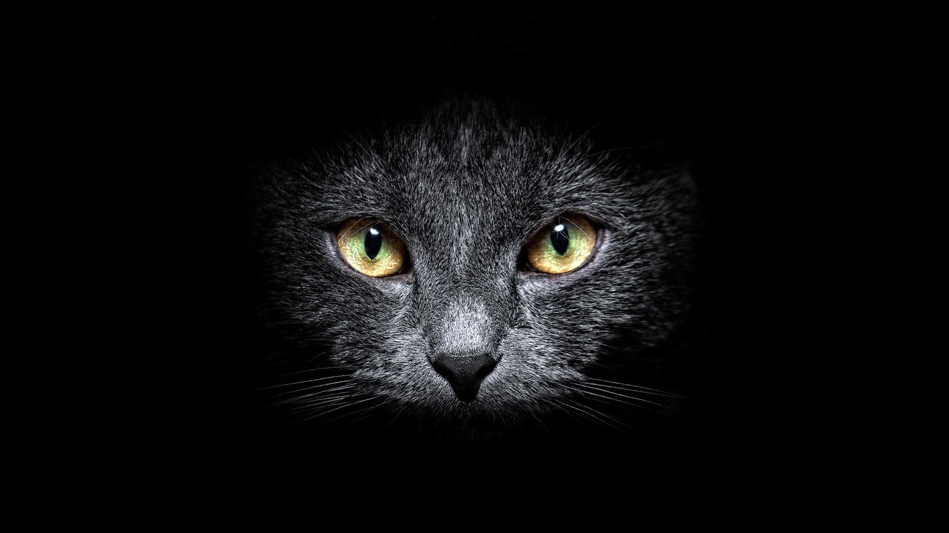 1920x1080 background grey cat face eyes mustache view