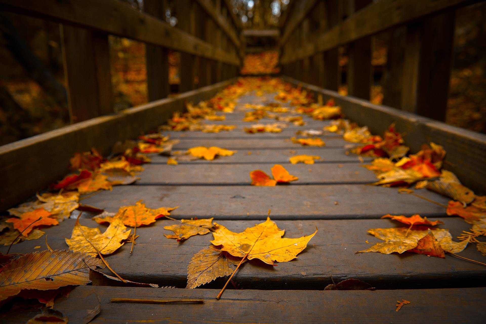 1920x1280 Fall Leaves Wallpapers ,Amazing Wallpaperz