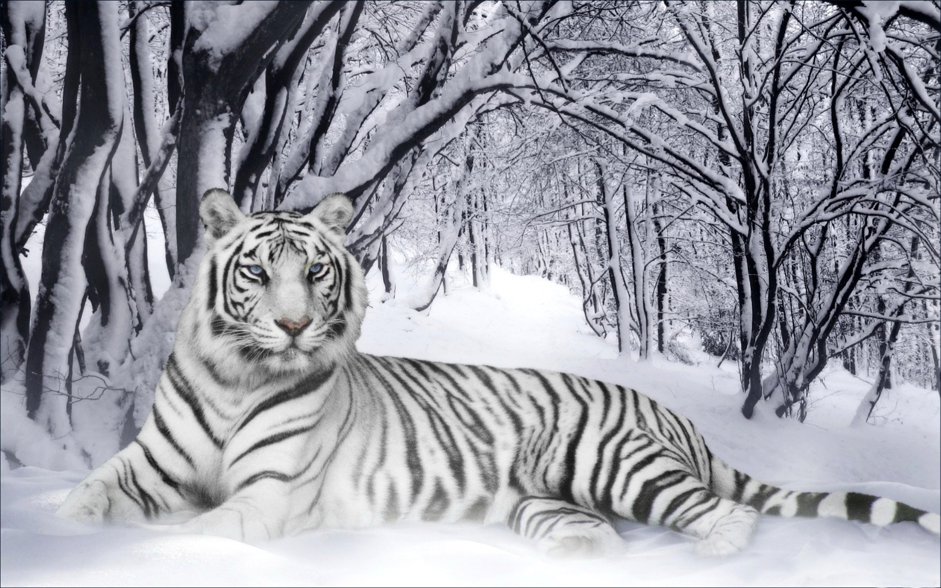 1920x1200 animal lovers white tiger in winter widescreen desktop background .