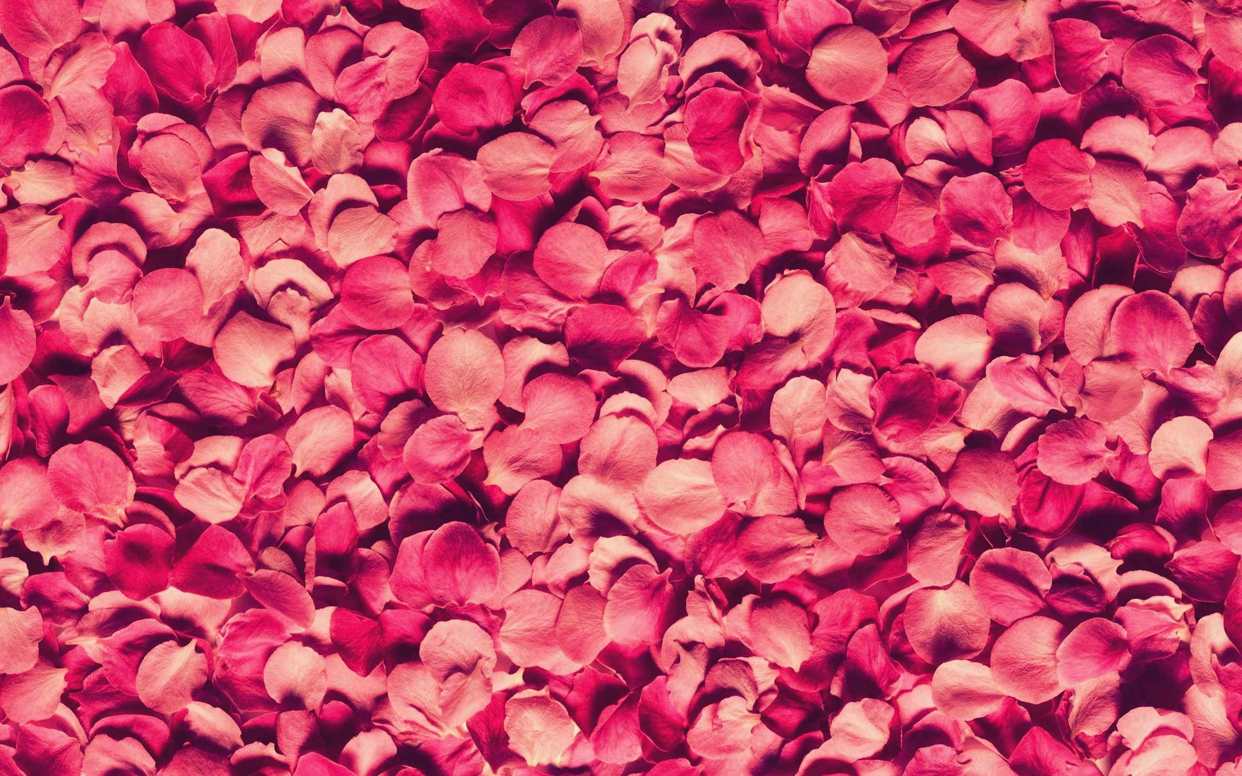 2560x1600 Pink Rose Petals