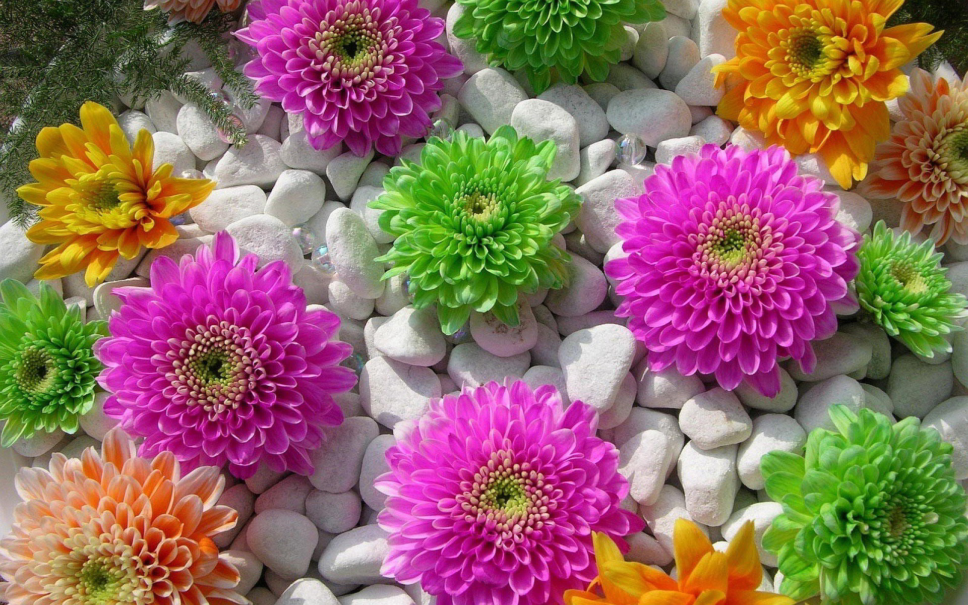 1920x1200 Colored Flowers Stones