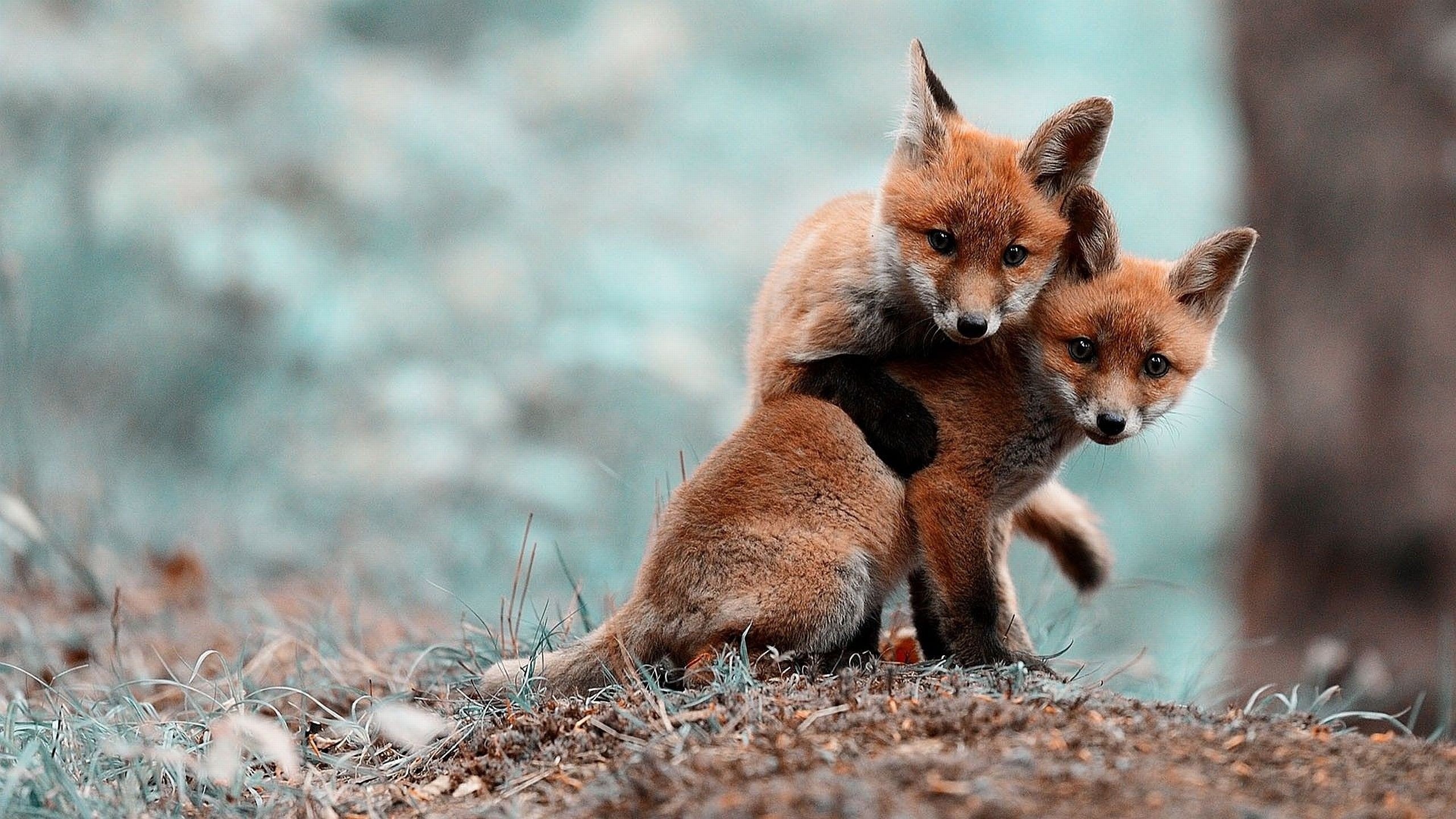 2560x1440 Foxes Nature Animals Blurred Â· animals fox foxes