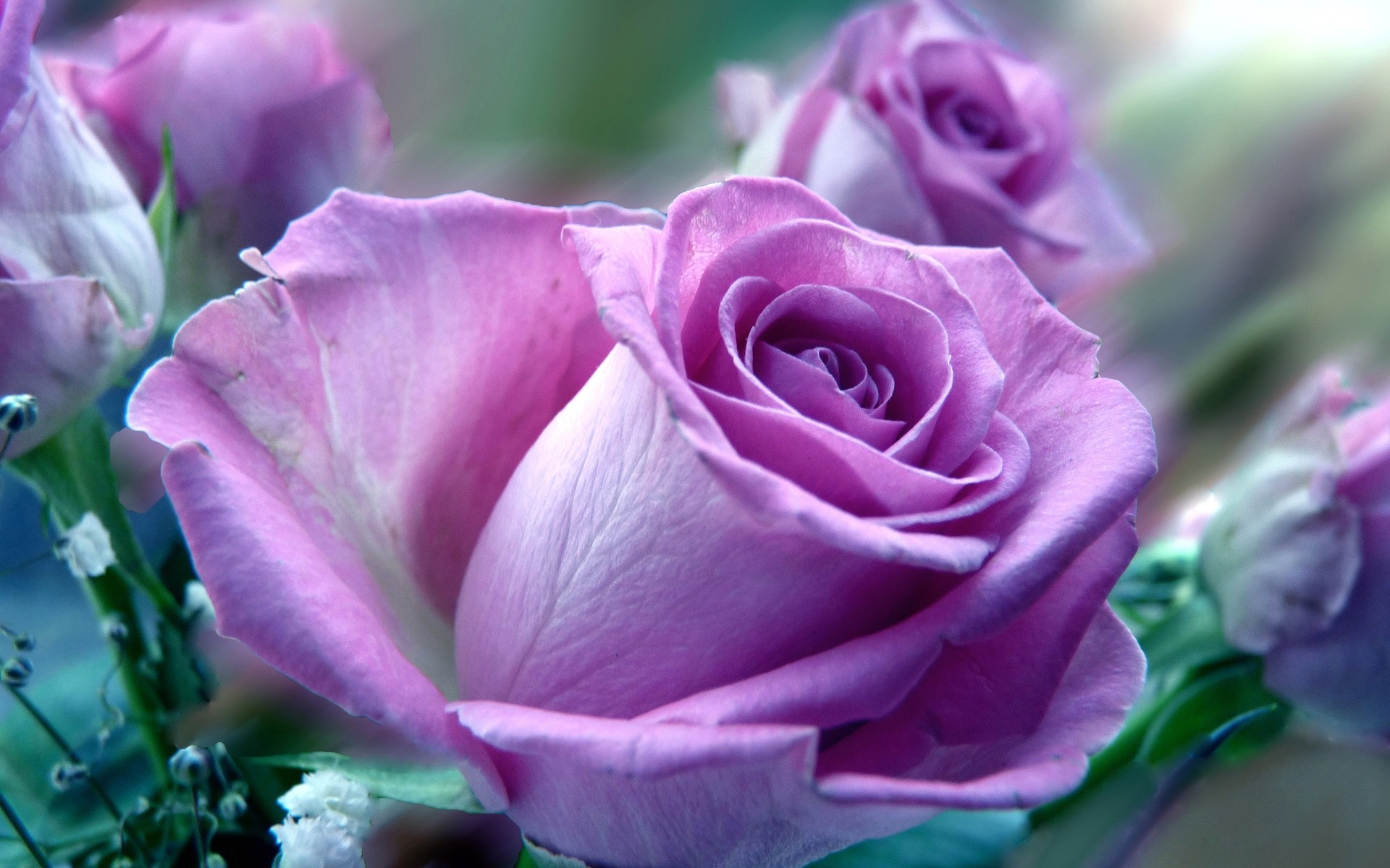 1920x1200 Purple Rose, Macro