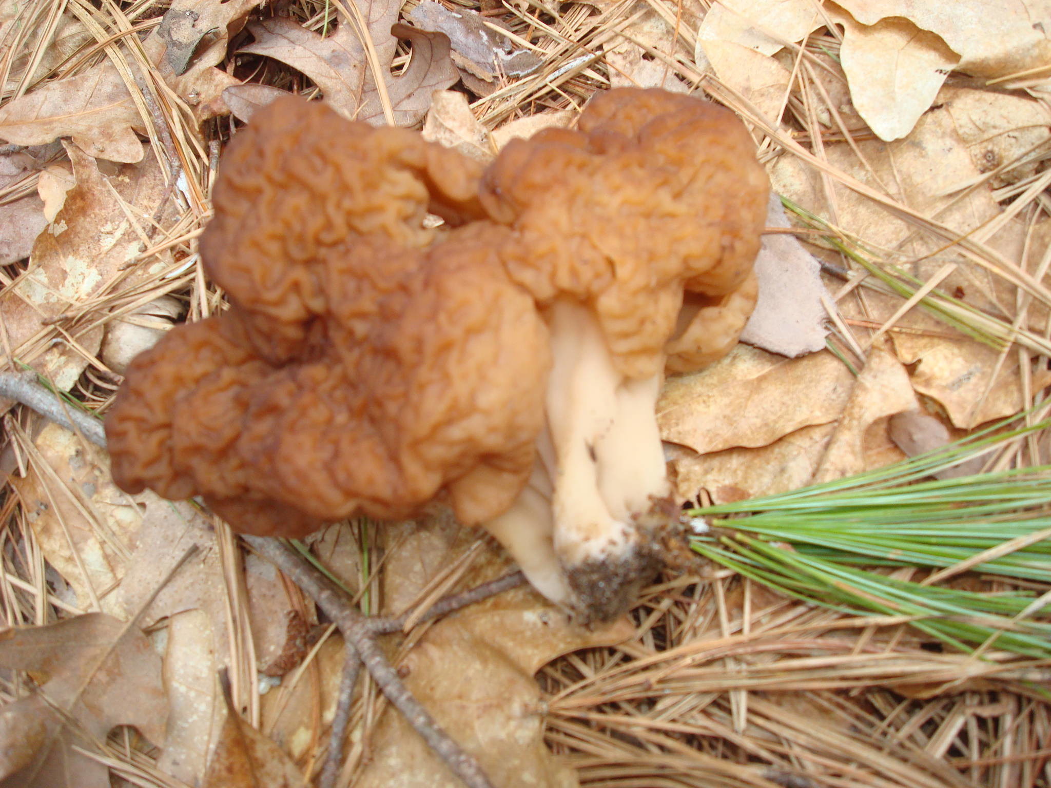 2048x1536 Looking for morels. Found about 30 gyromitra.
