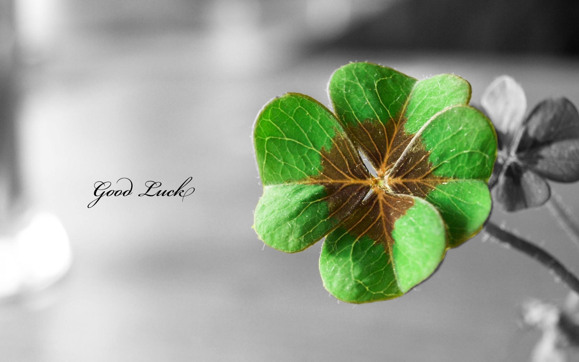 1920x1200 four leaf clover wallpapers