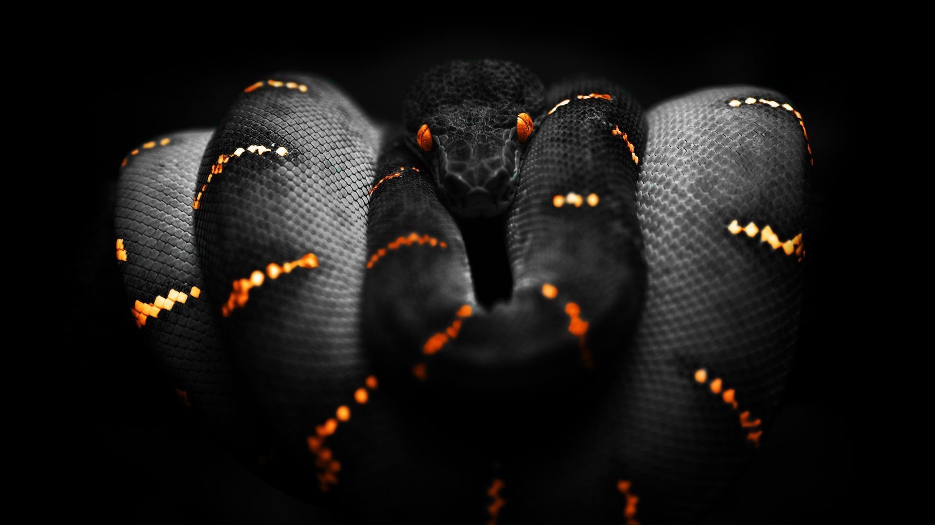 1920x1080 Snakes Orange Black