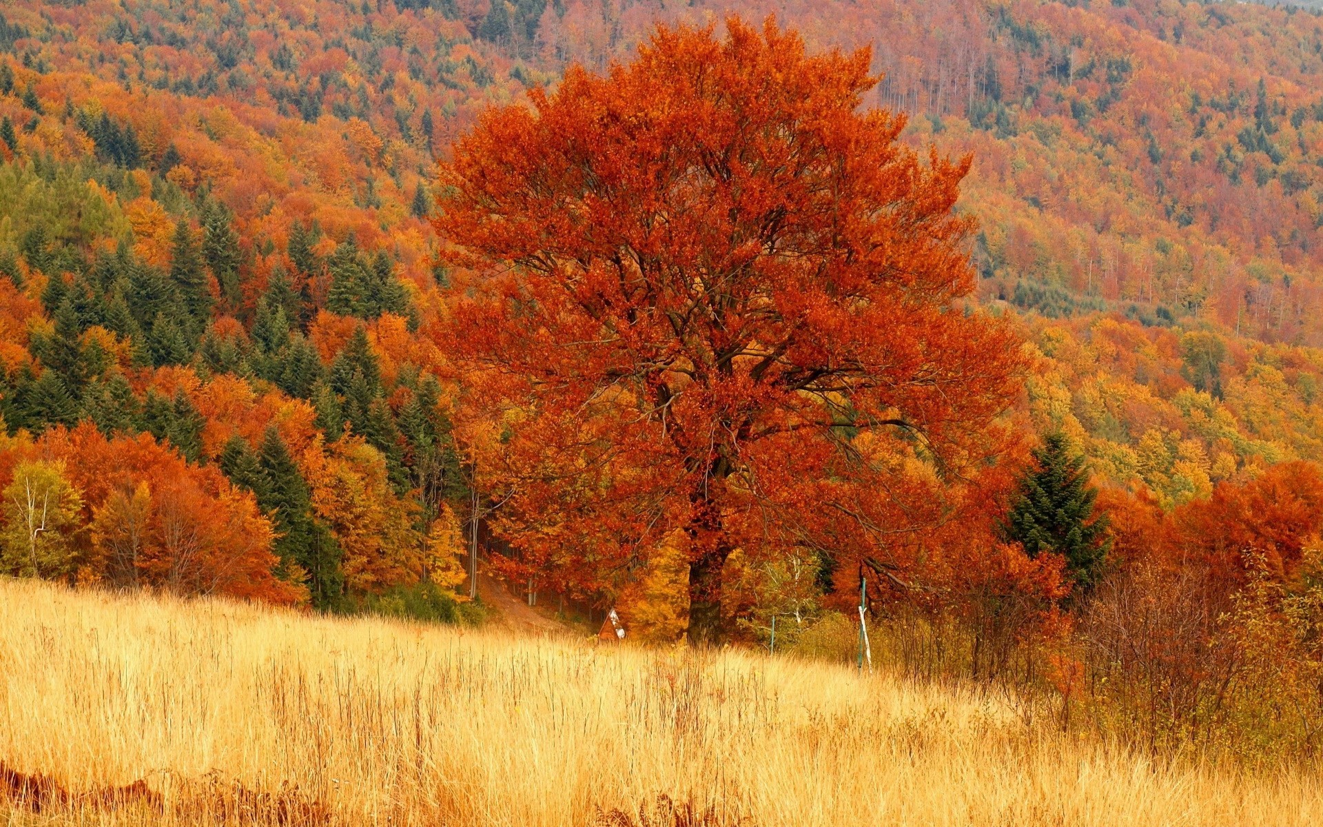 1920x1200 free wallpaper and screensavers for fall