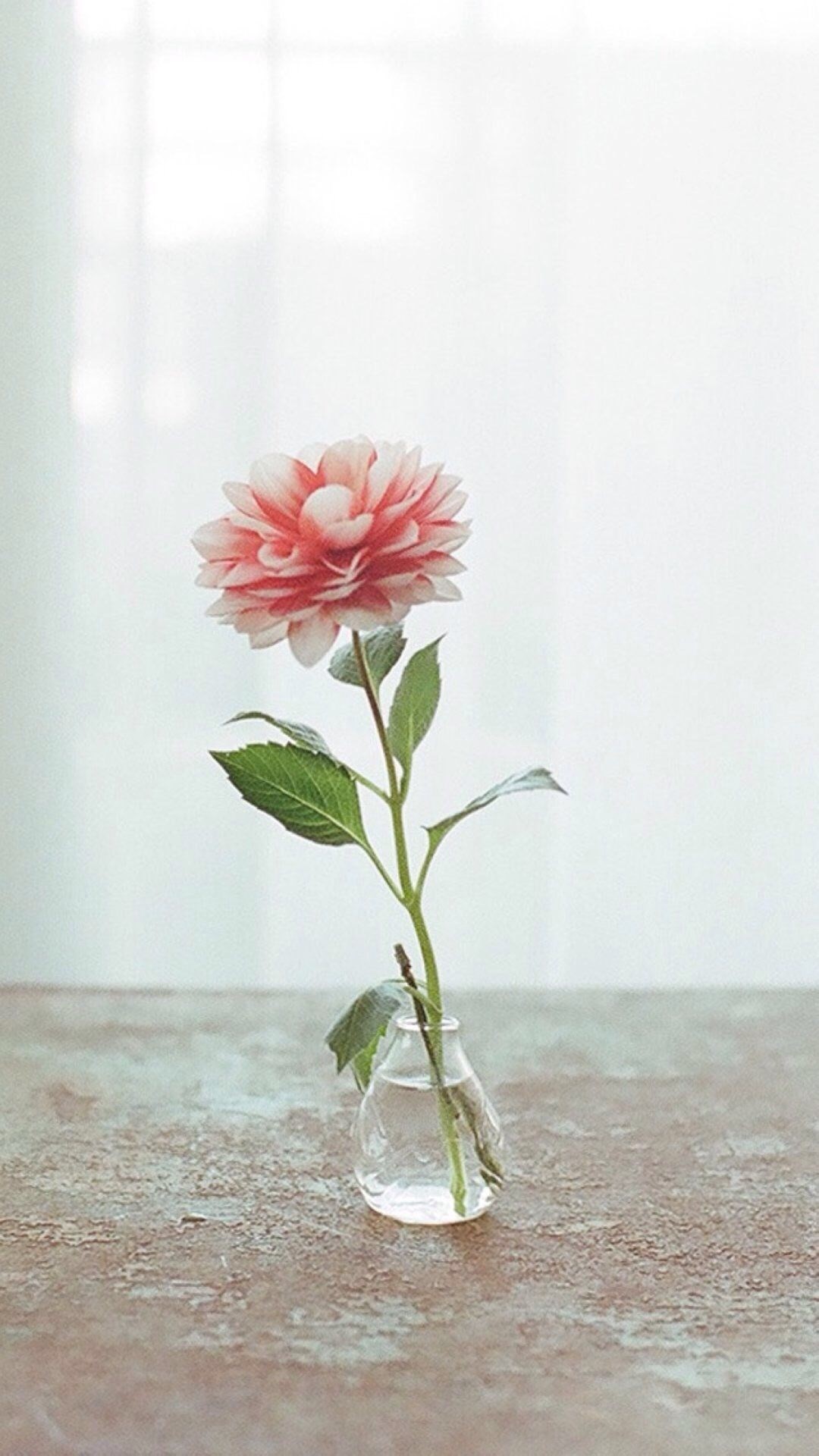 1080x1920 Nature Pure Elegant Flower Vase Indoors Curtains Decorations #iPhone #6  #plus #wallpaper