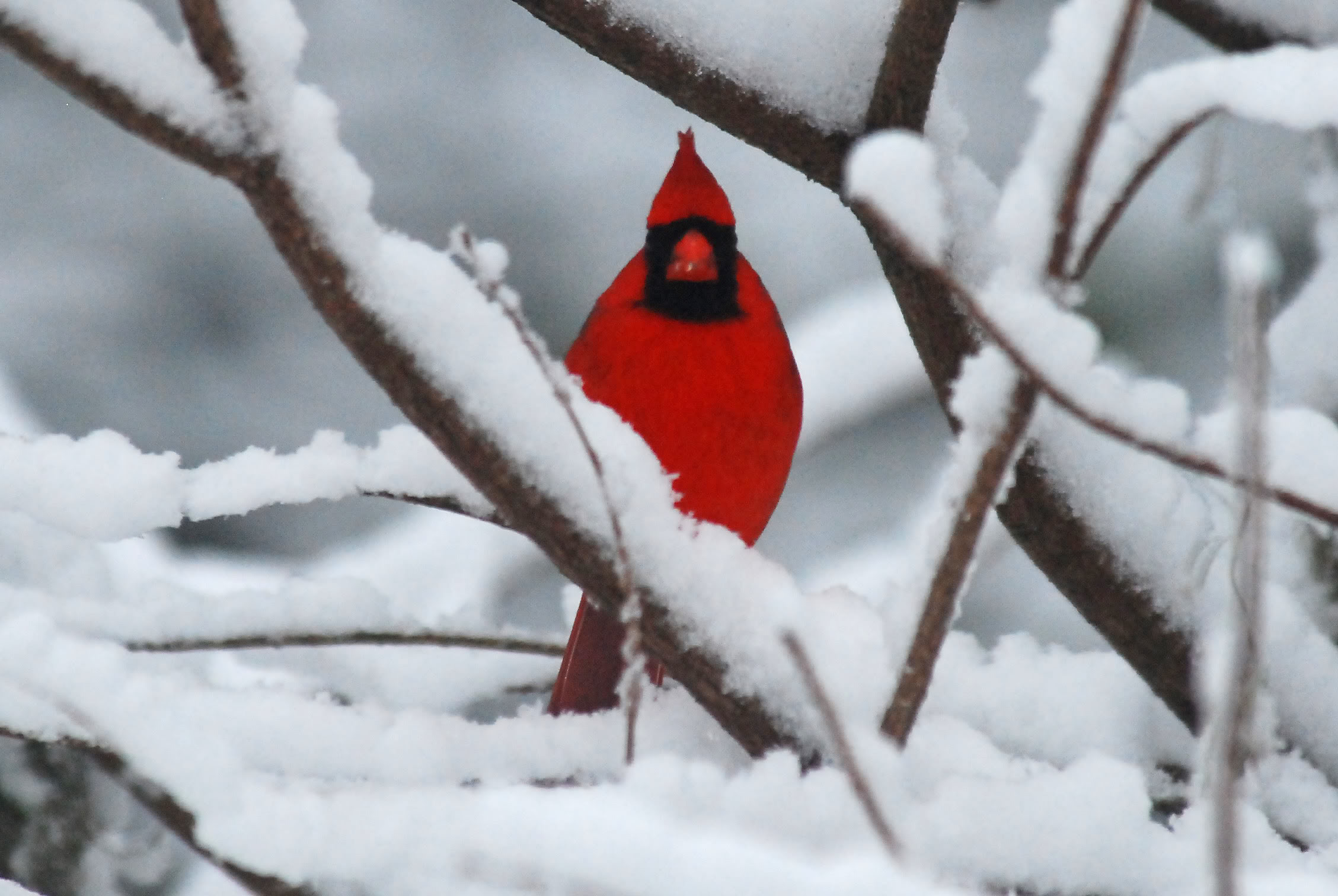 2257x1512 Cardinal In Snow 