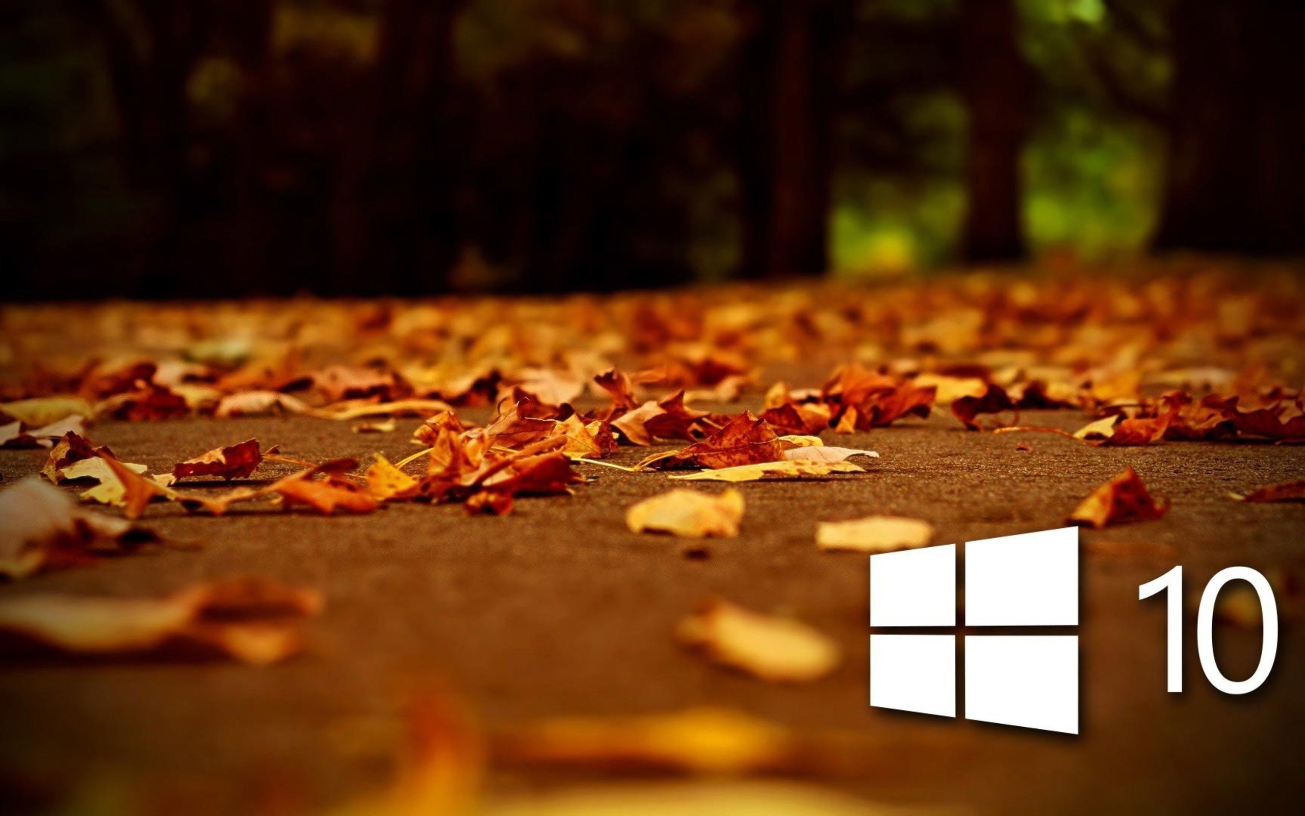 2560x1600 AUTUMN fall landscape nature tree forest leaf leaves windows microsoft  wallpaper |  | 838133 | WallpaperUP