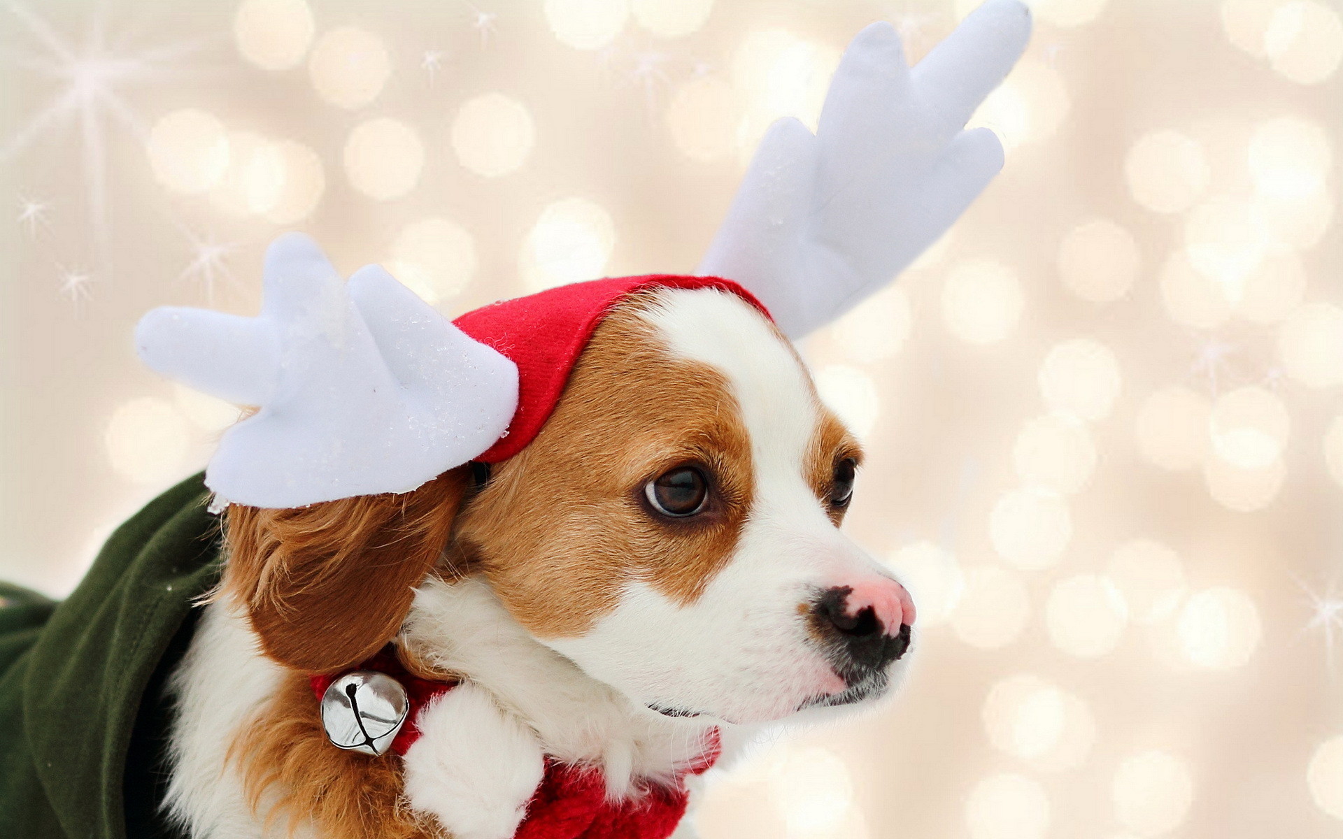 1920x1200 dogs christmas images wallpaper