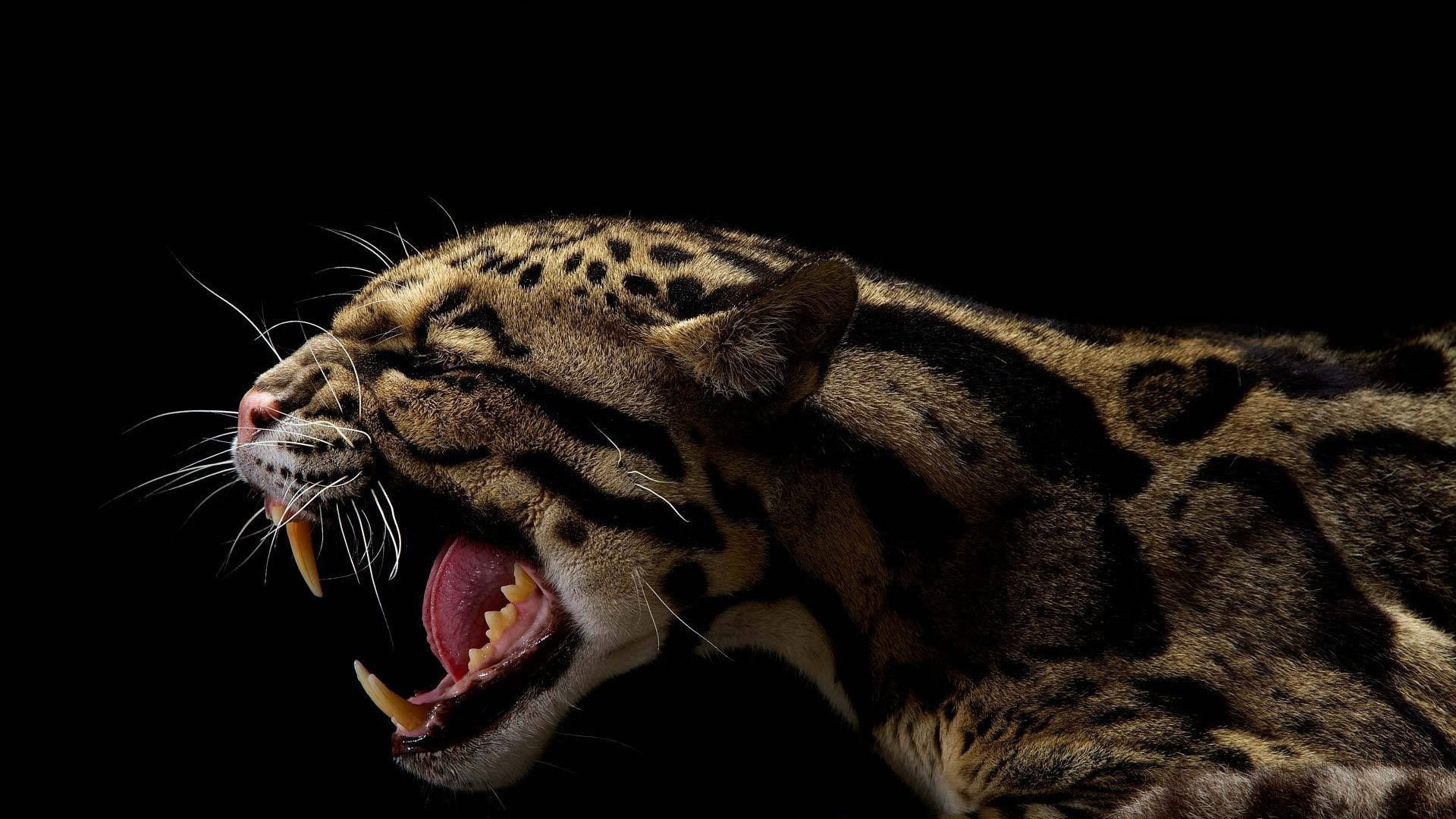 1920x1080 Black leopard background - photo#6