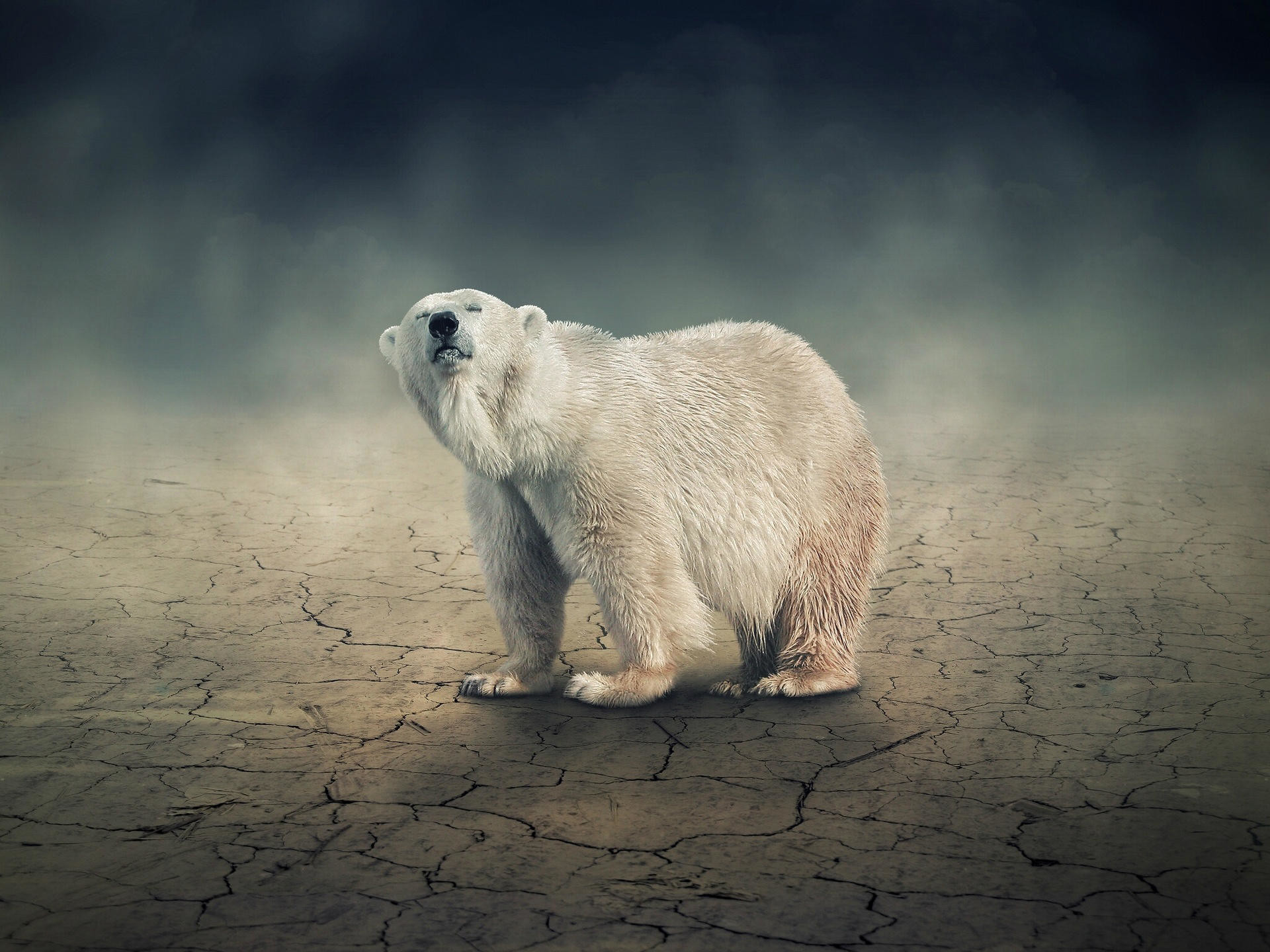 1920x1440 polar bear wallpaper free Polar Bear HD Wallpapers For Desktop Polar Bear  Pictures – HD Wallpapers