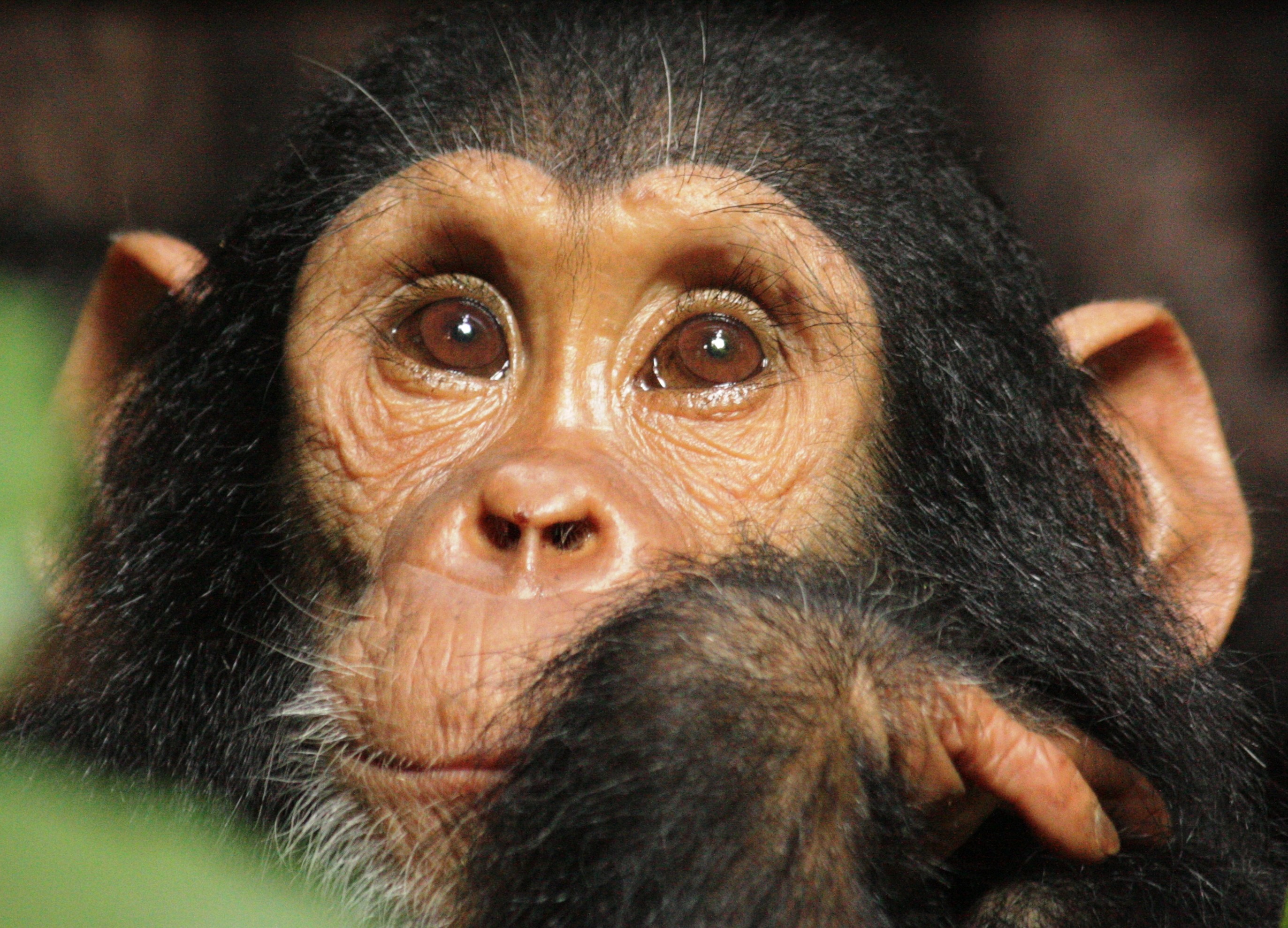 2745x1977 Background Wallpaper baby Chimpanzee pictures