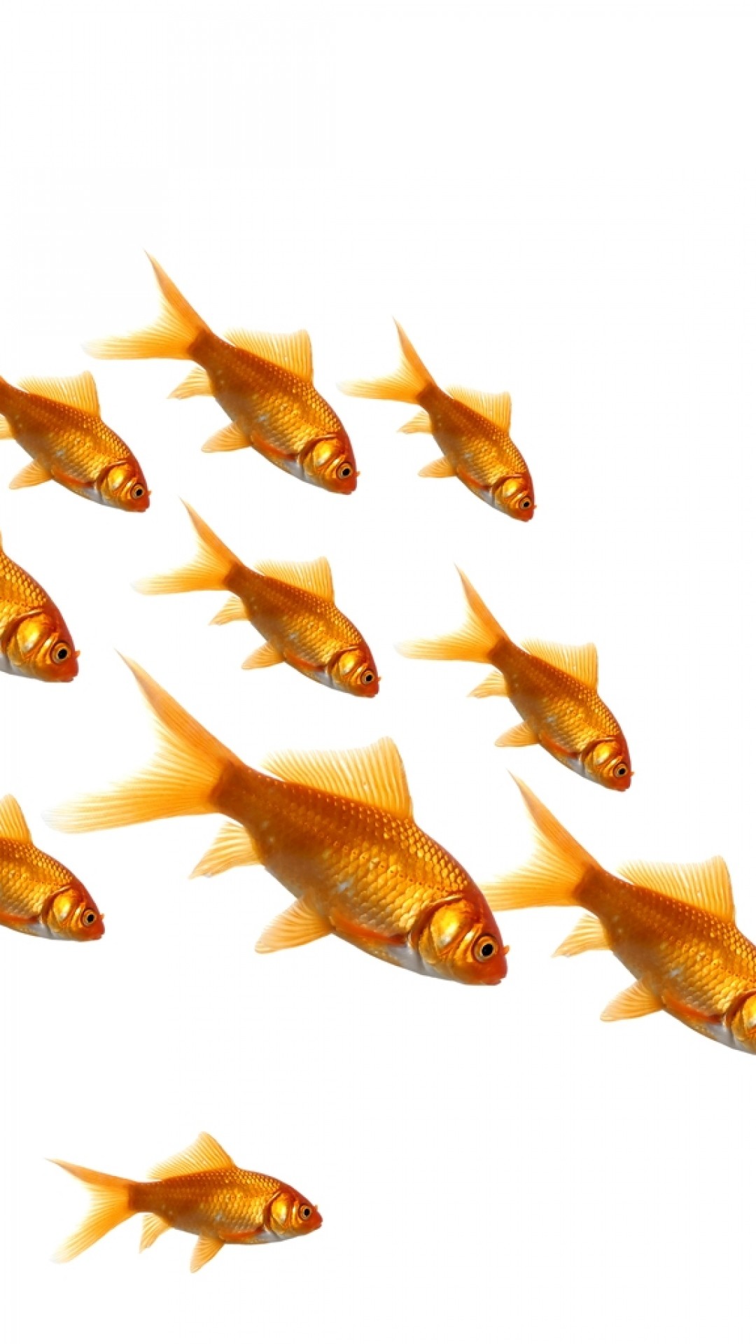 1080x1920  Wallpaper gold fish, swim, jump