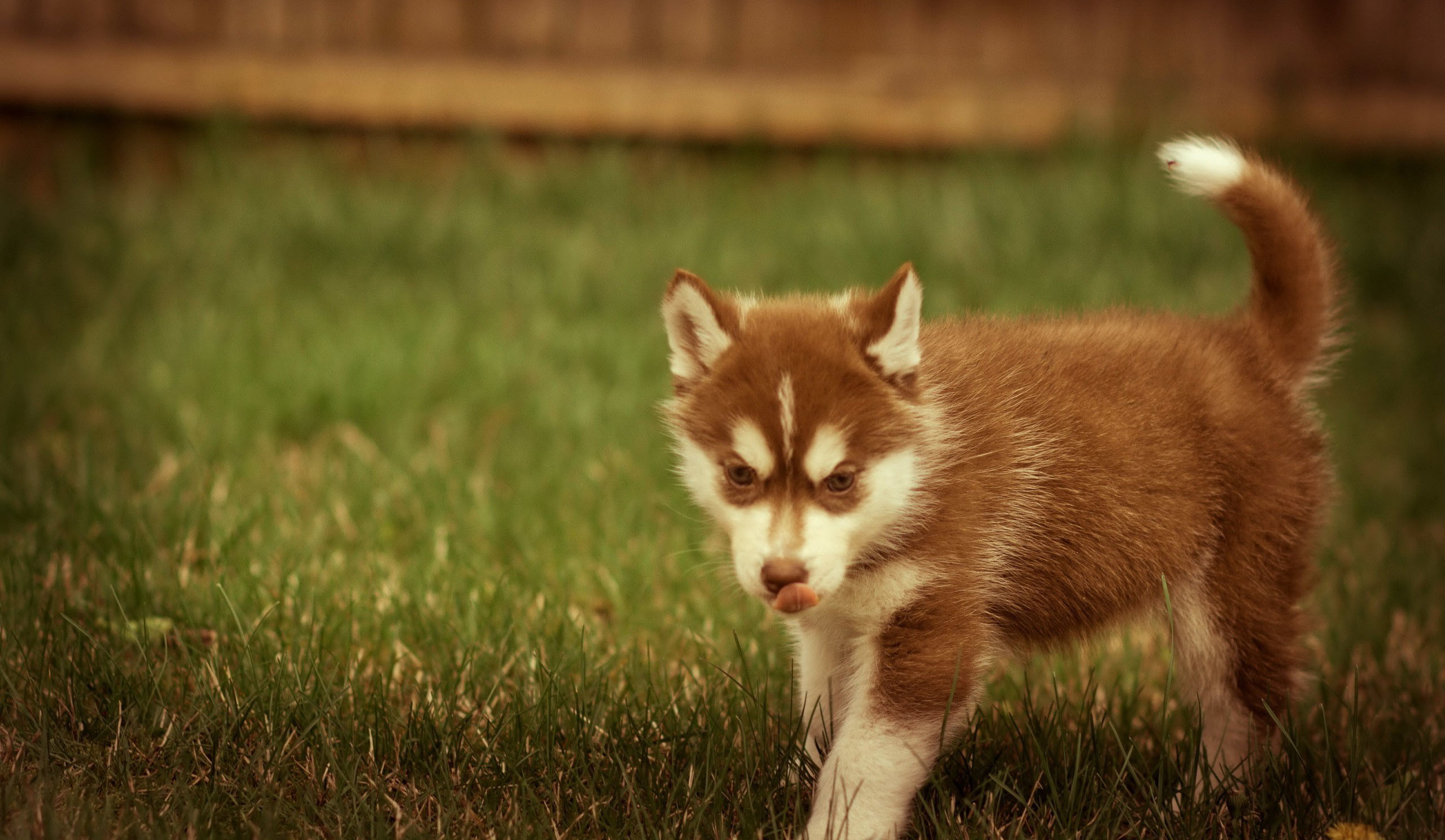 2560x1488 Husky Puppy Wallpapers Android - Bhstorm.com