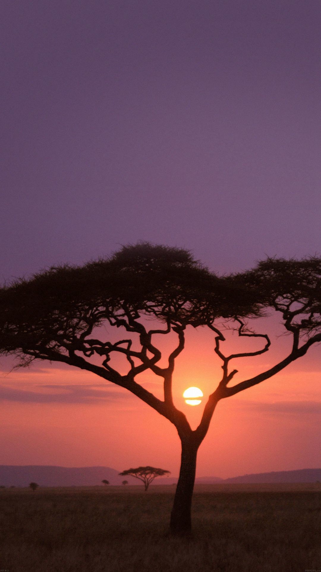 1080x1920 Solo Tree Safari Africa Sunset #iPhone #8 #wallpaper