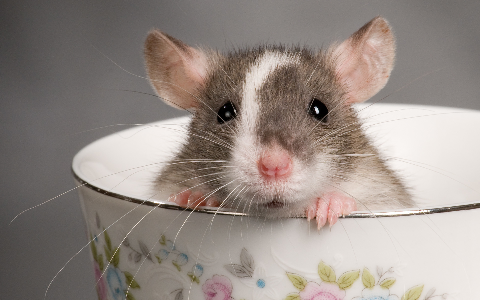 1920x1200 Rat Teacup Animal Cute Rodent Wallpaper  | Full HD Wallpapers .