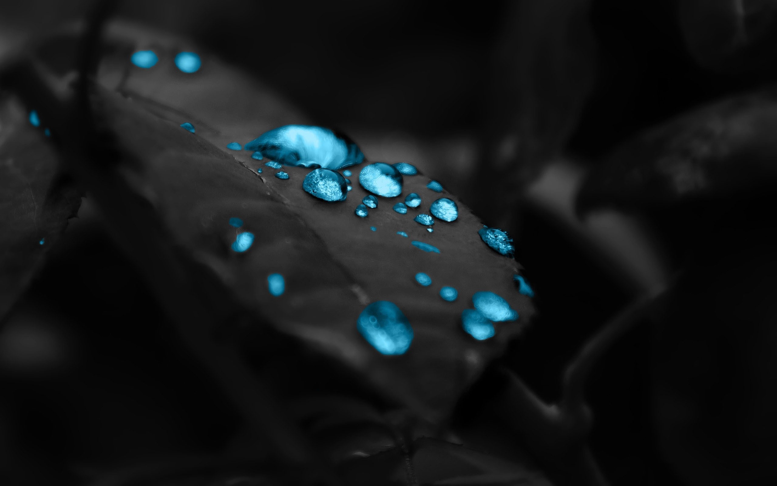2560x1600  The Leaves Dew Mac HD Wallpaper Photography, Amazing, Wallpapers,  HD, Beautiful,