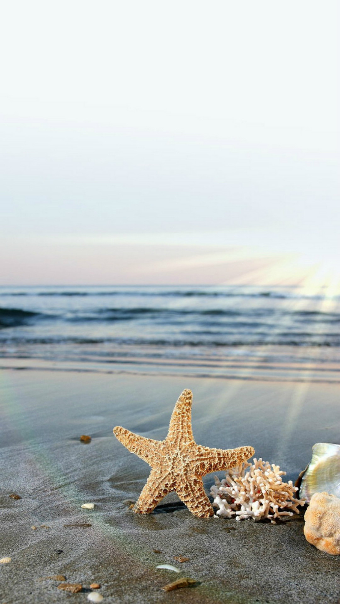 1080x1920 Sunlight starfish seashells depth of field sea wallpaper. Fresh HD  wallpapers for your desktop.
