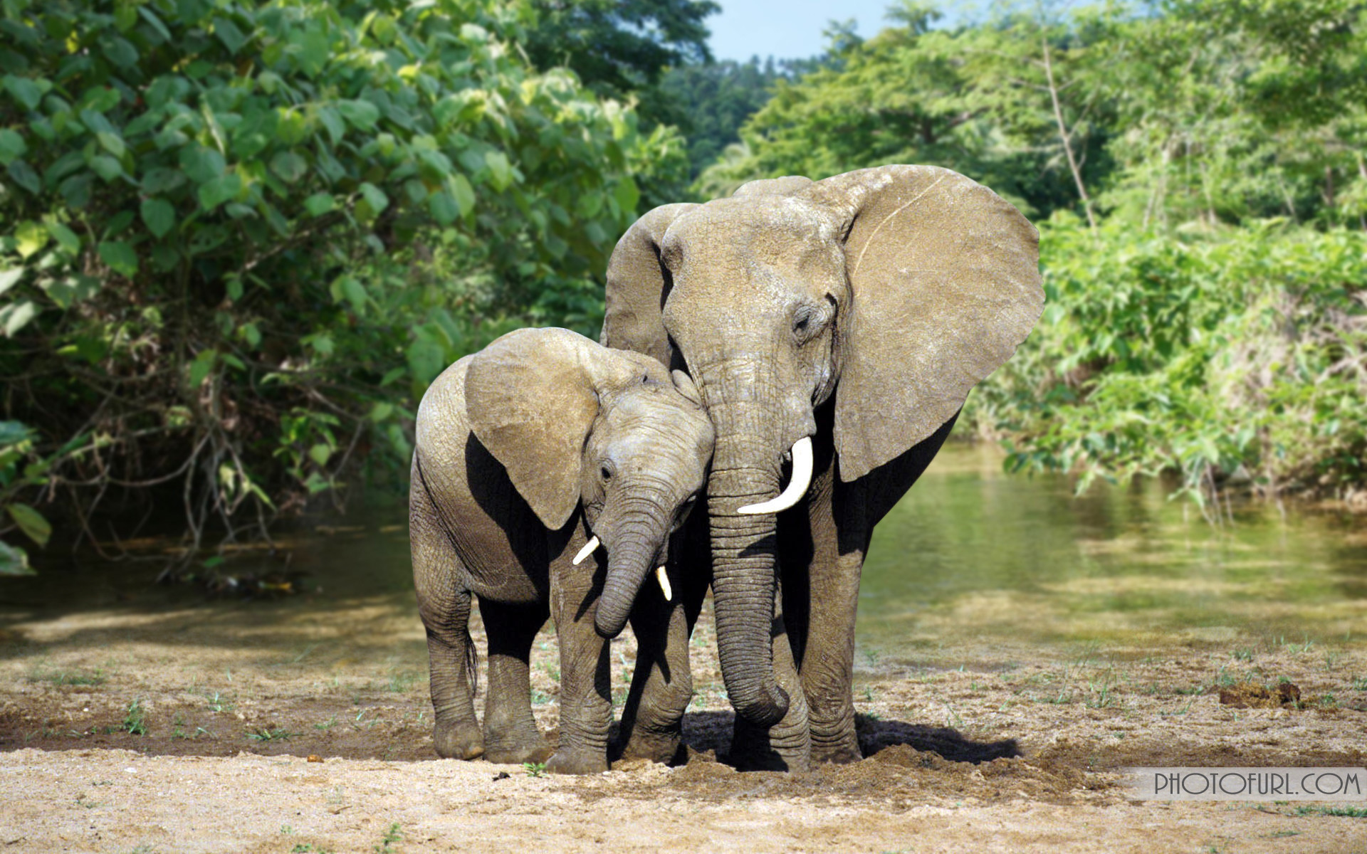 1920x1200 African Elephant Family in Jungle HD Wallpapers ...