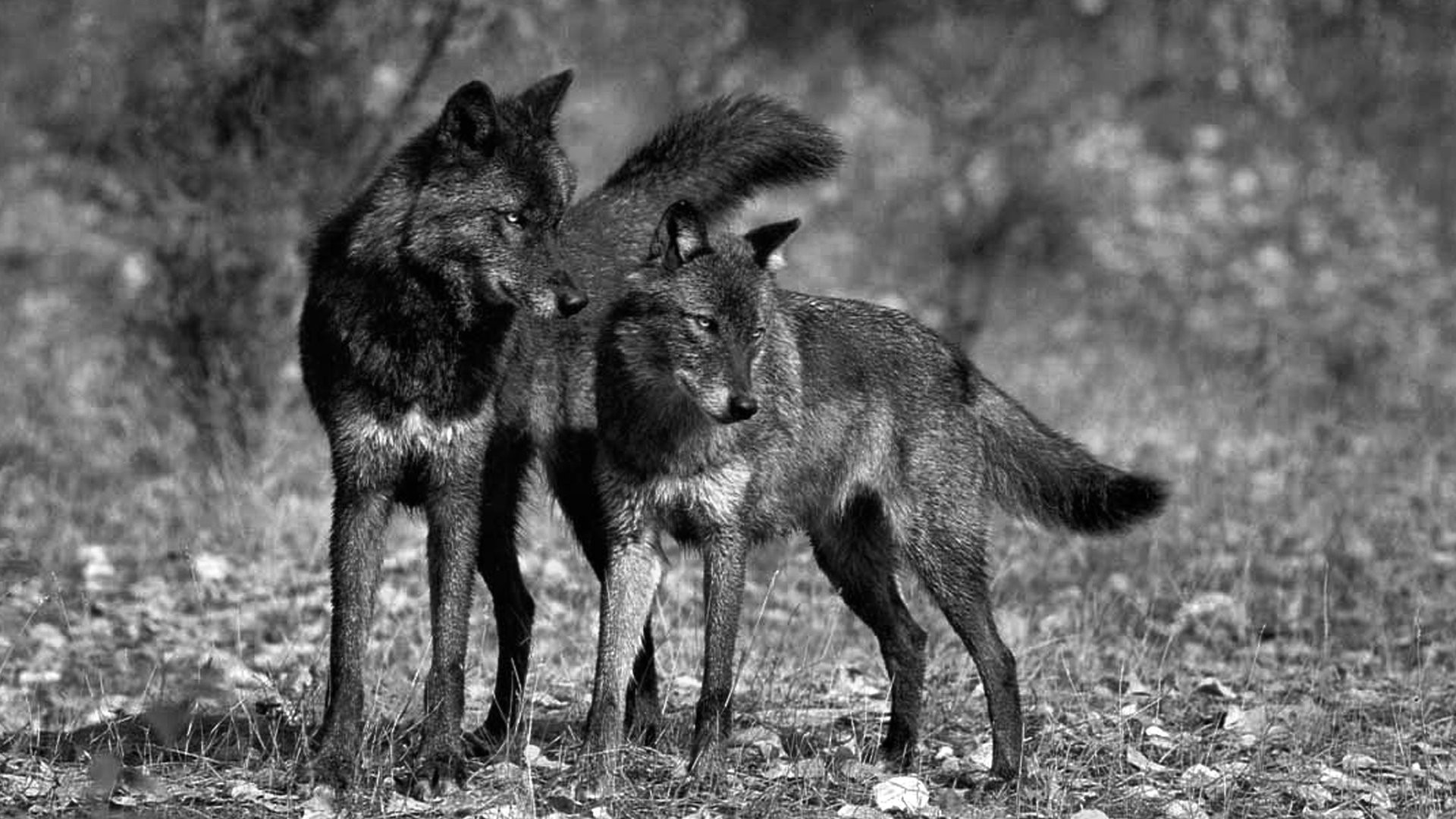 1920x1080 desktop hd black wolf images in the wild