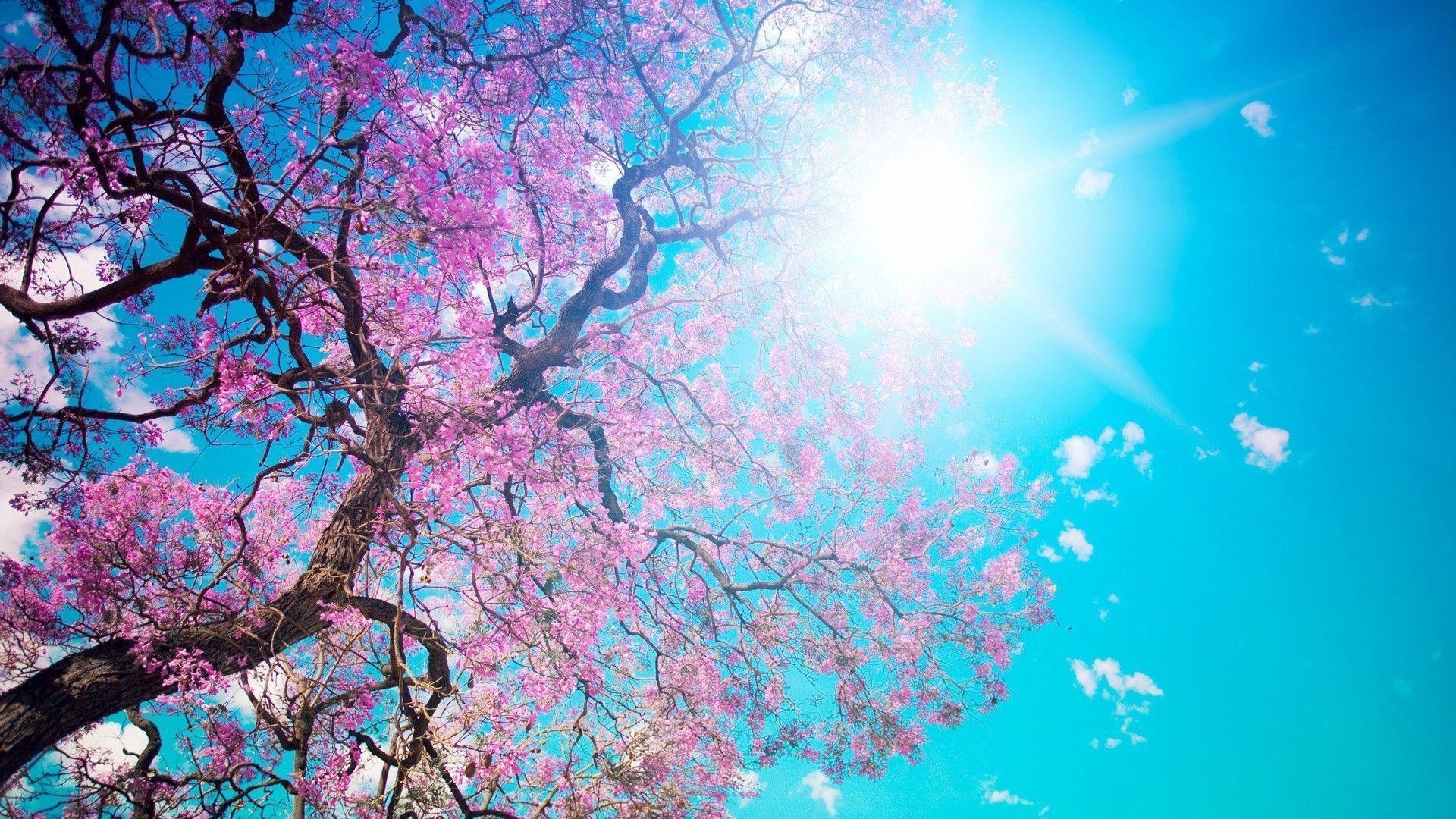 1920x1080 Cherry Blossom Tree Wallpaper Collection - HD Wallpapers