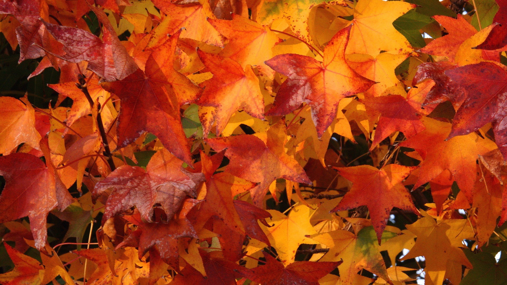 1920x1080 Download: Fall Colors HD Wallpaper