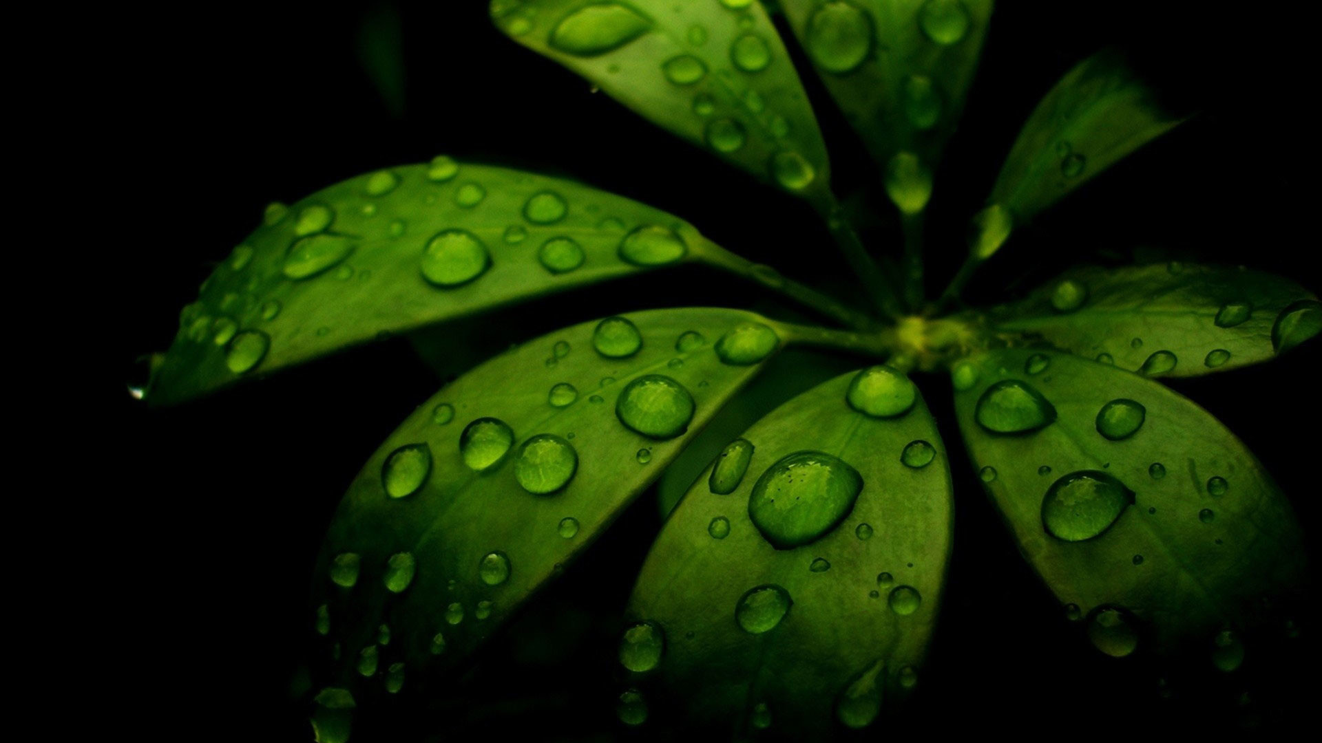 1920x1080 hd-pics-photos-green-leaves-nature-water-drops-