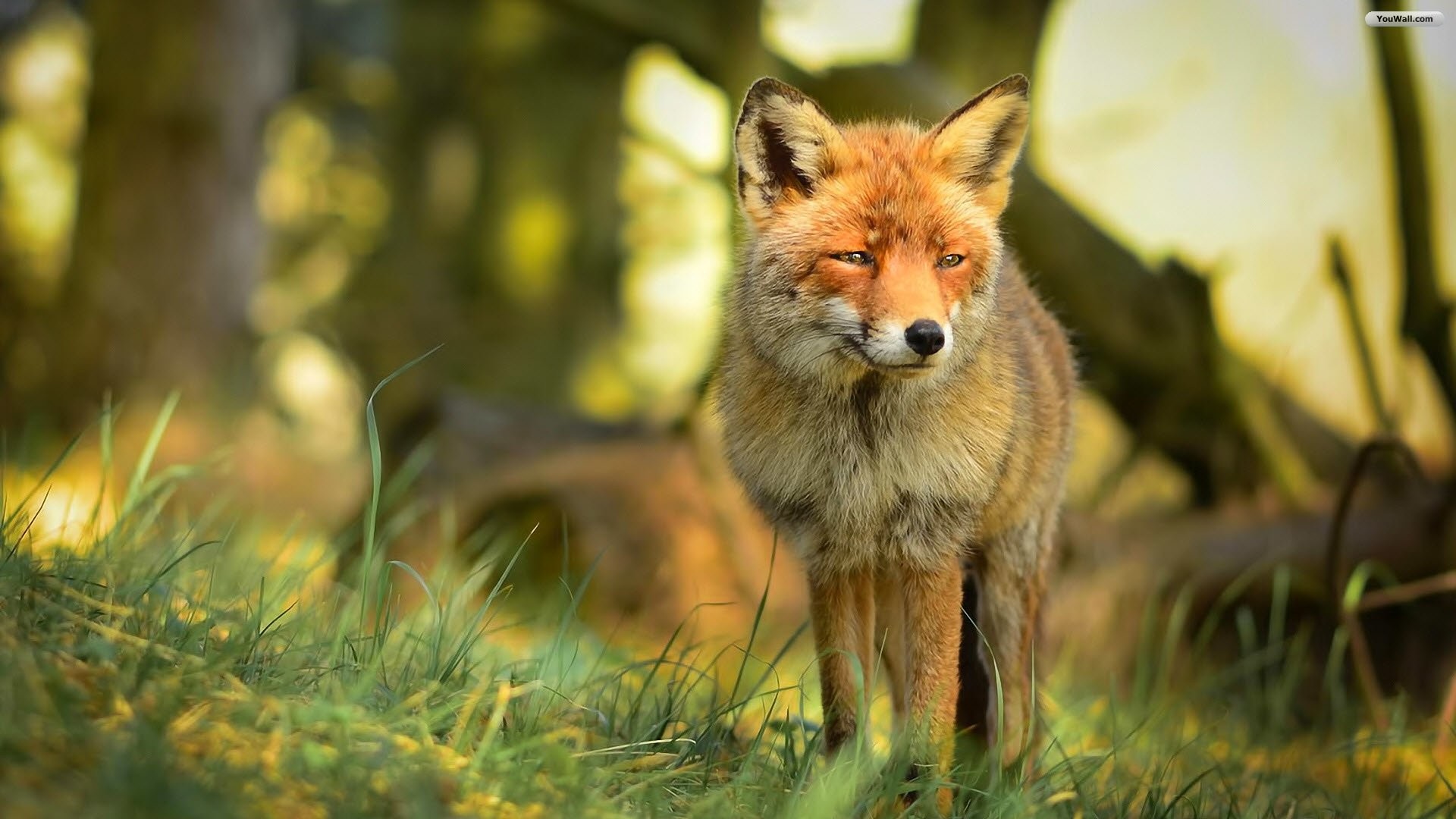 1920x1080 Red Fox Wallpapers - Wallpaper Cave ...