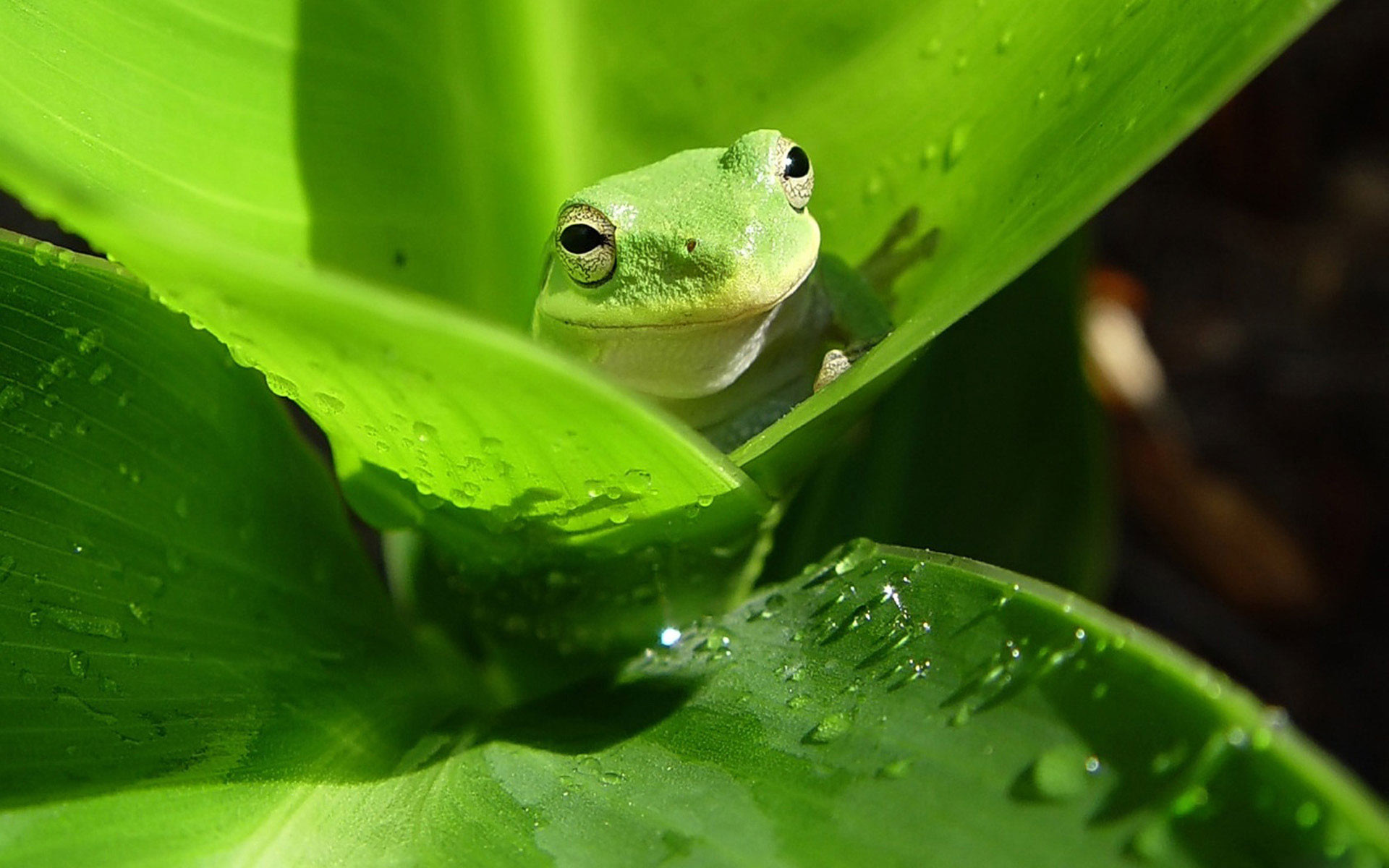 1920x1200 Green Tree Frog
