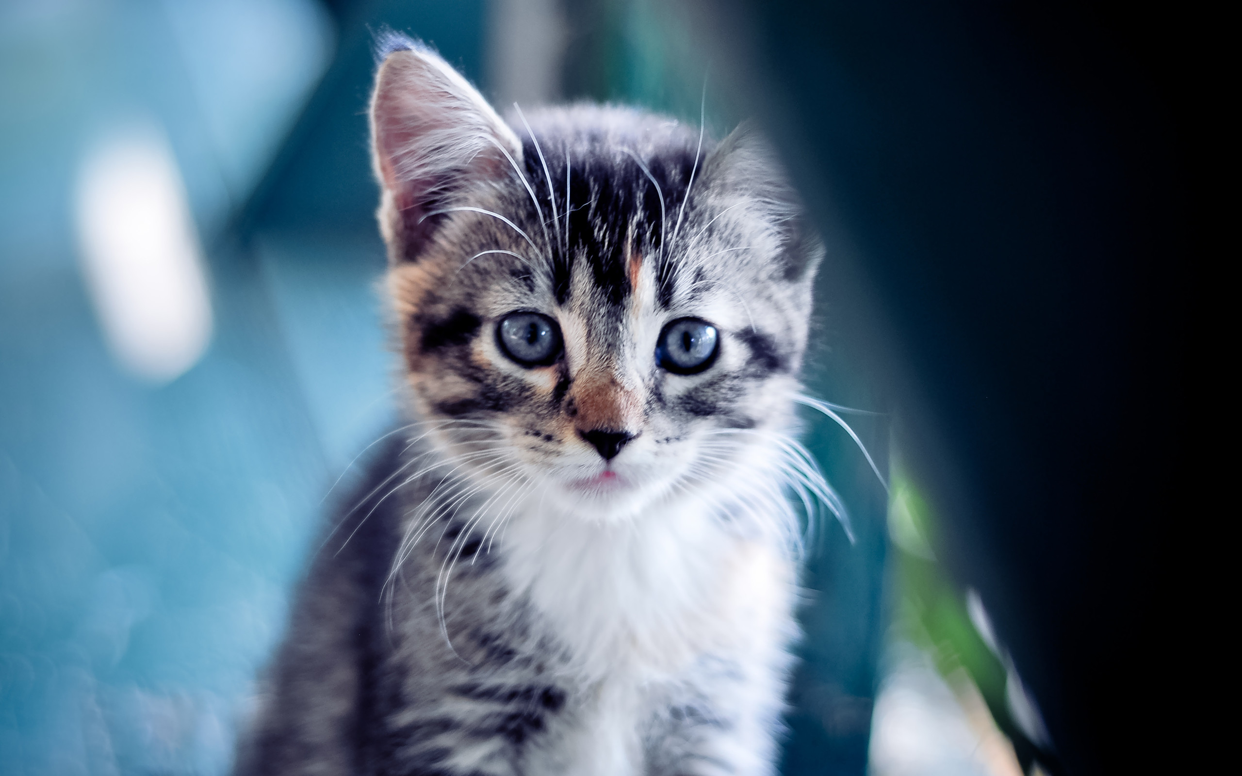 2560x1600 Cute Kitten Desktop Wallpaper