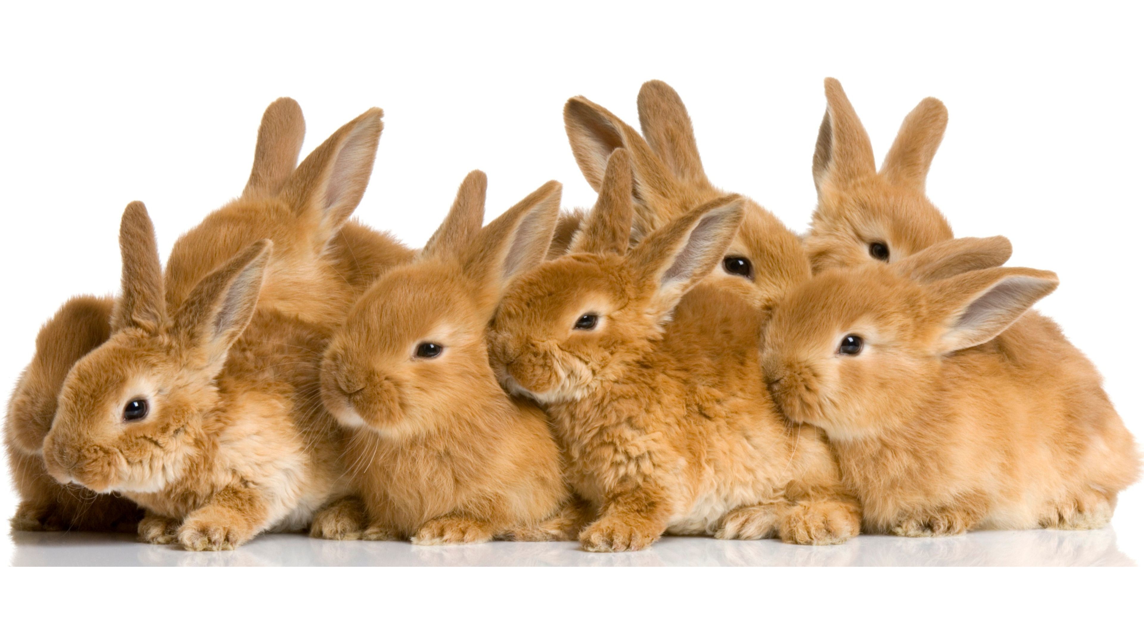 3840x2160 Cute Bunny Rabbits 4K Wallpaper