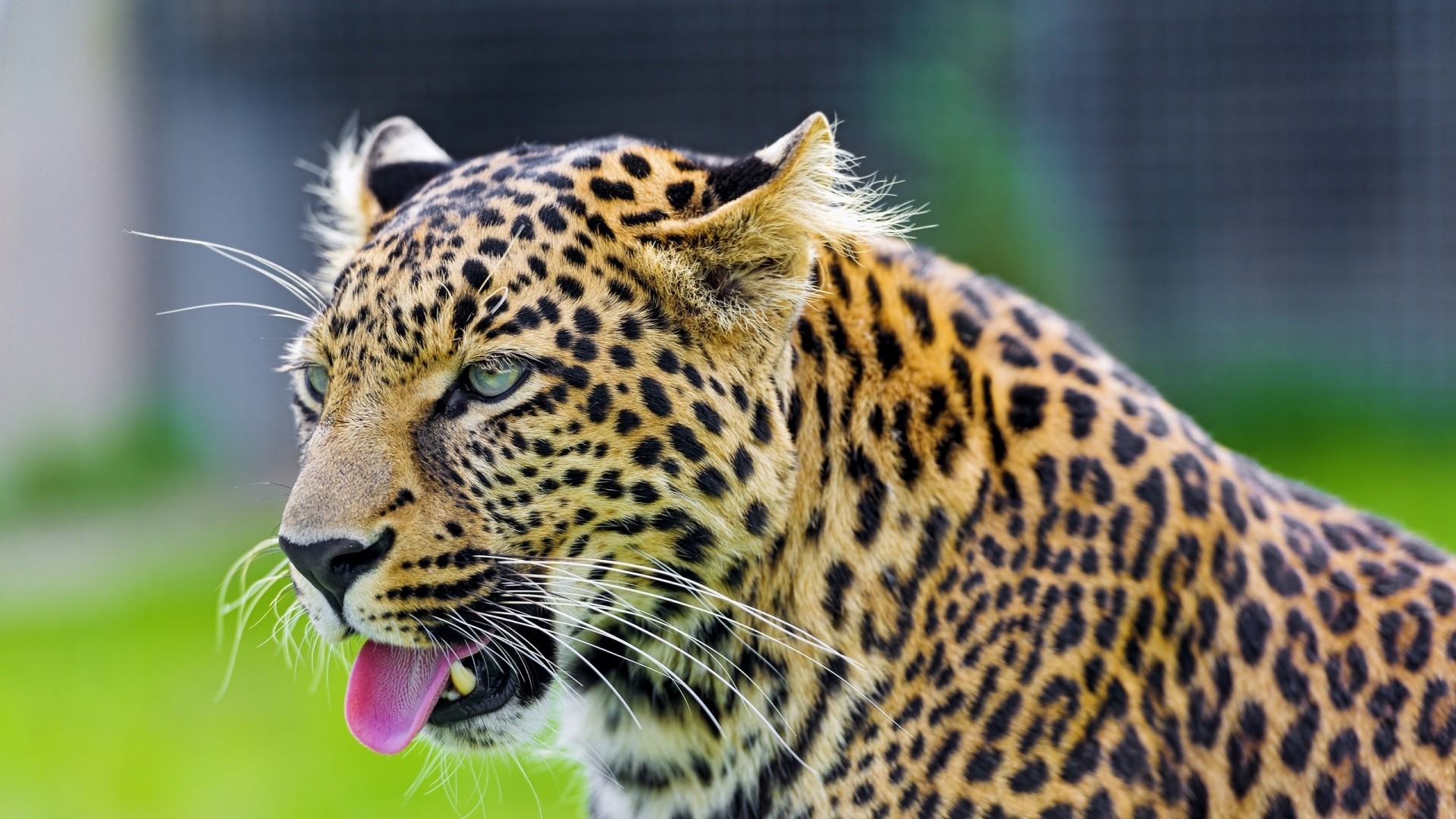 1920x1080  Wallpaper cheetah, tongue, eyes, predator