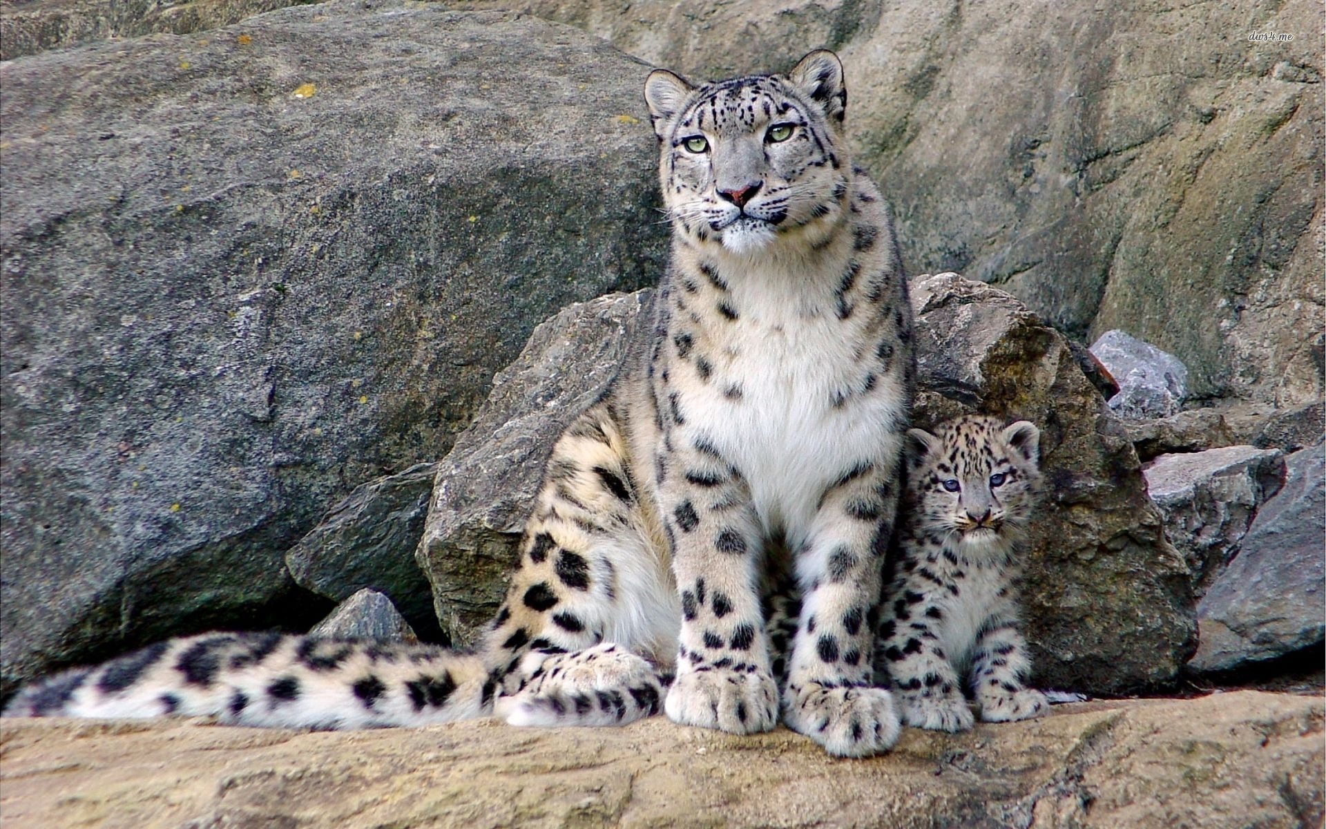 1920x1200 Snow leopard with cub Animal HD desktop wallpaper, Leopard wallpaper, Cub  wallpaper - Animals no.
