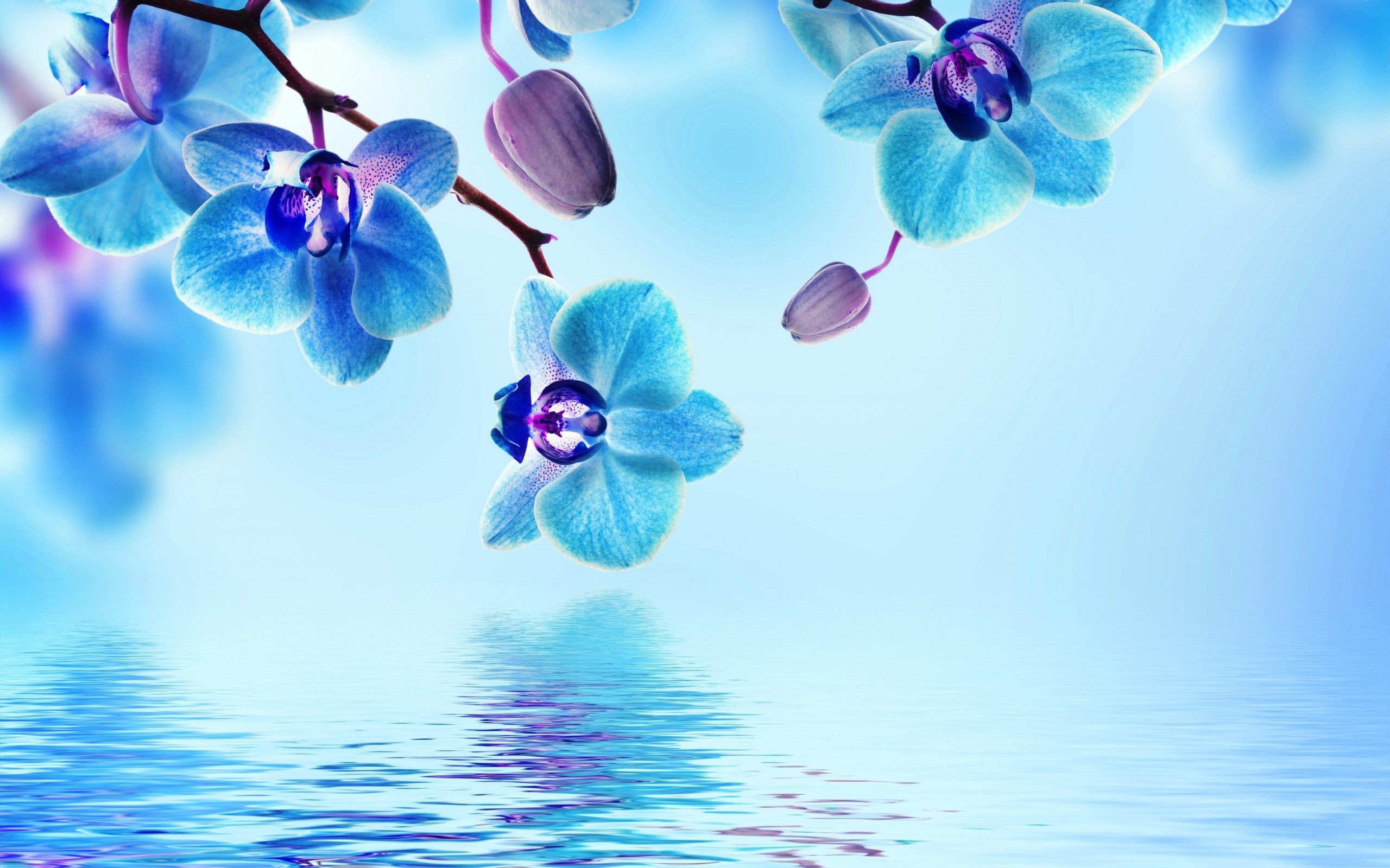 2560x1600 Blue Flower Wallpapers Photo