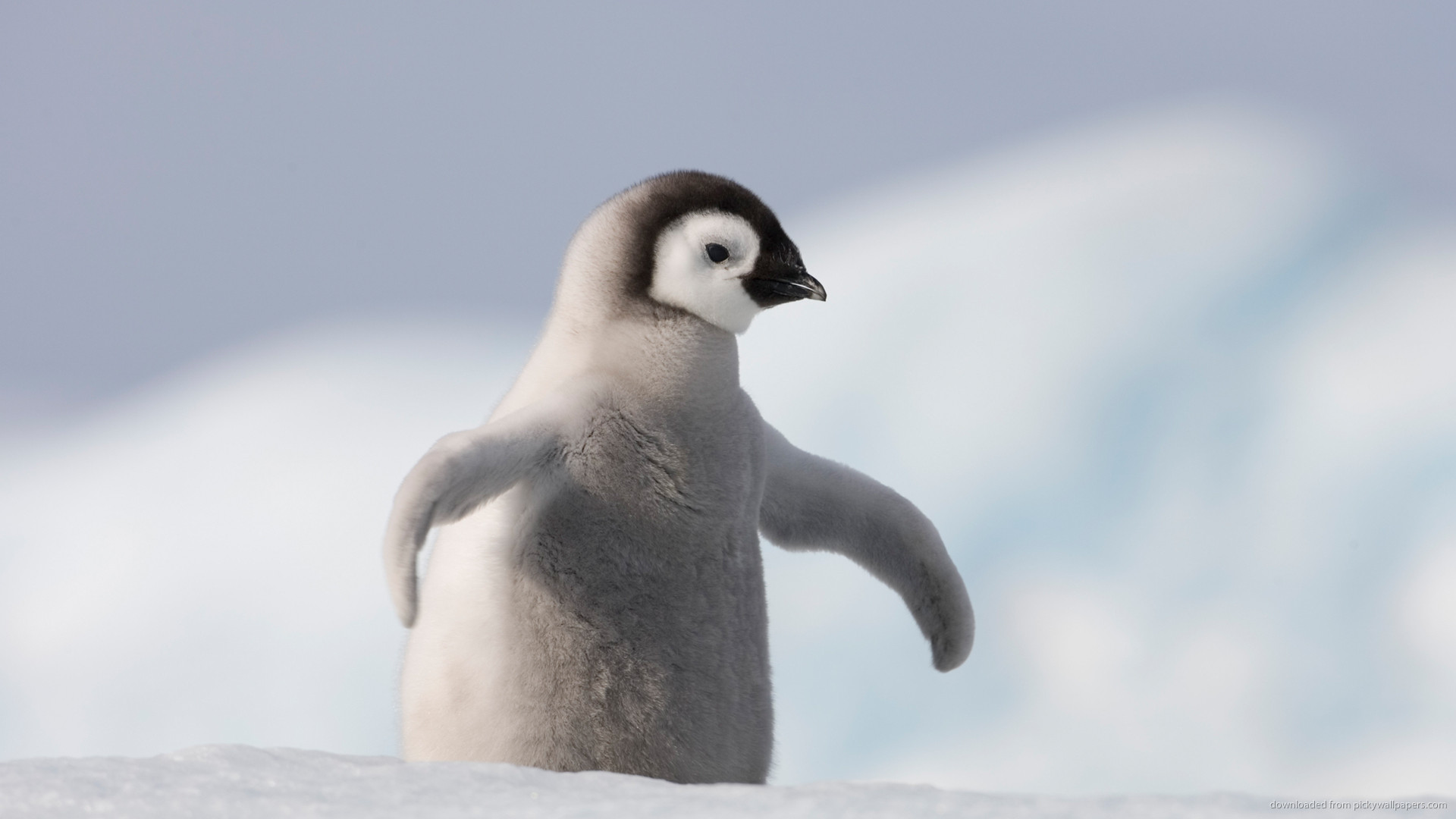 1920x1080 Baby Penguin picture